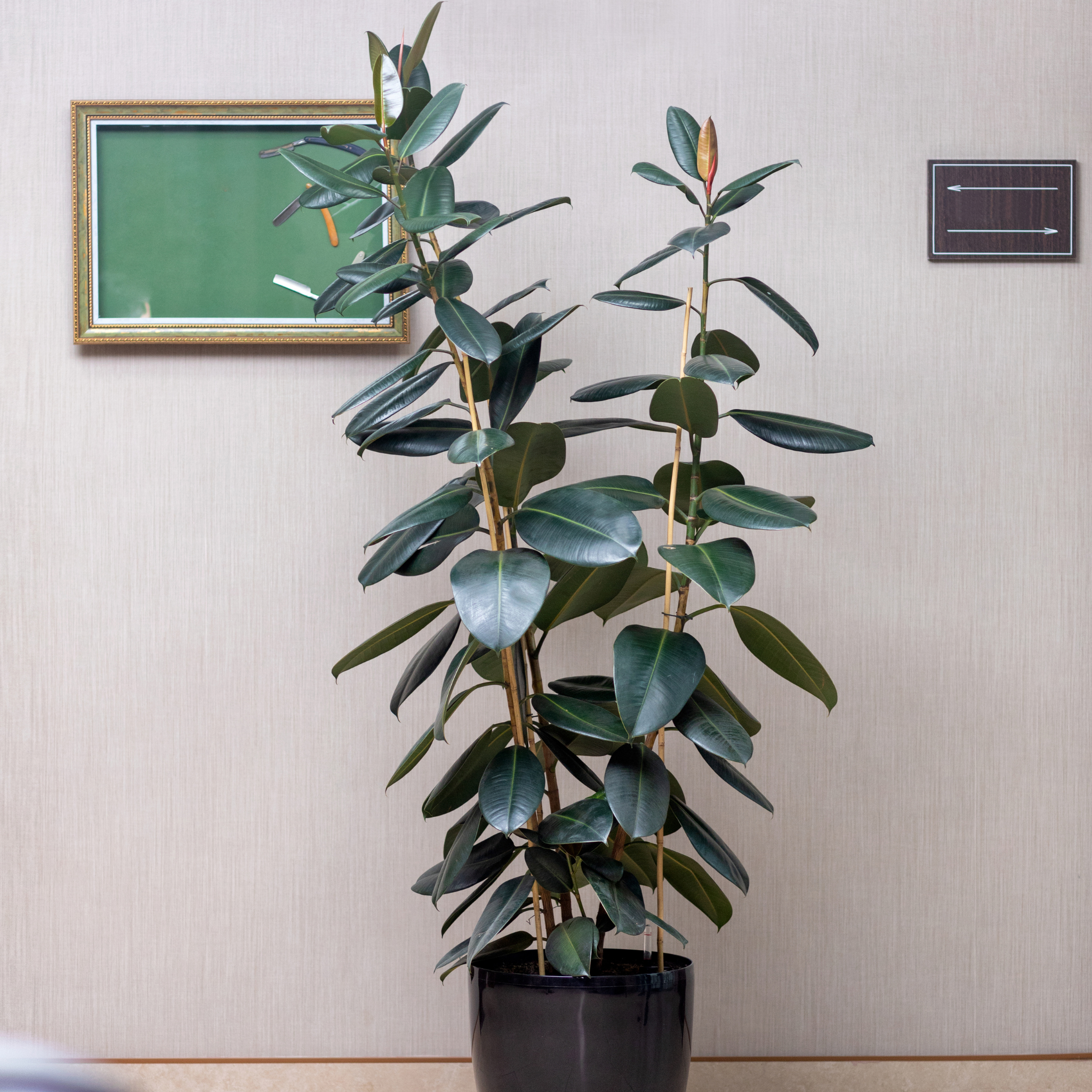 Burgundy Rubber Tree Plant - Ficus elastica Burgundy
