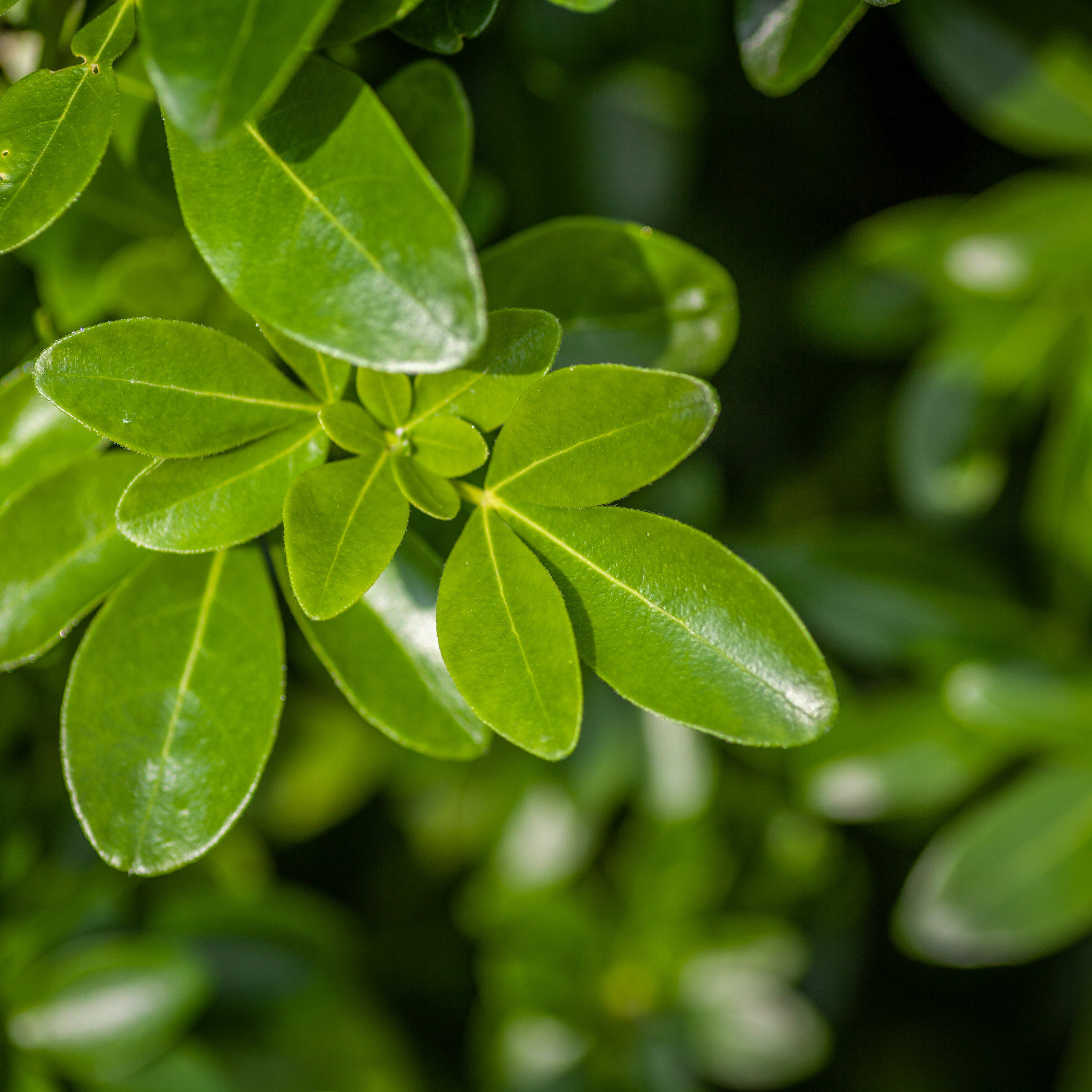 Mexican Orange Blossom - Choisya ternata