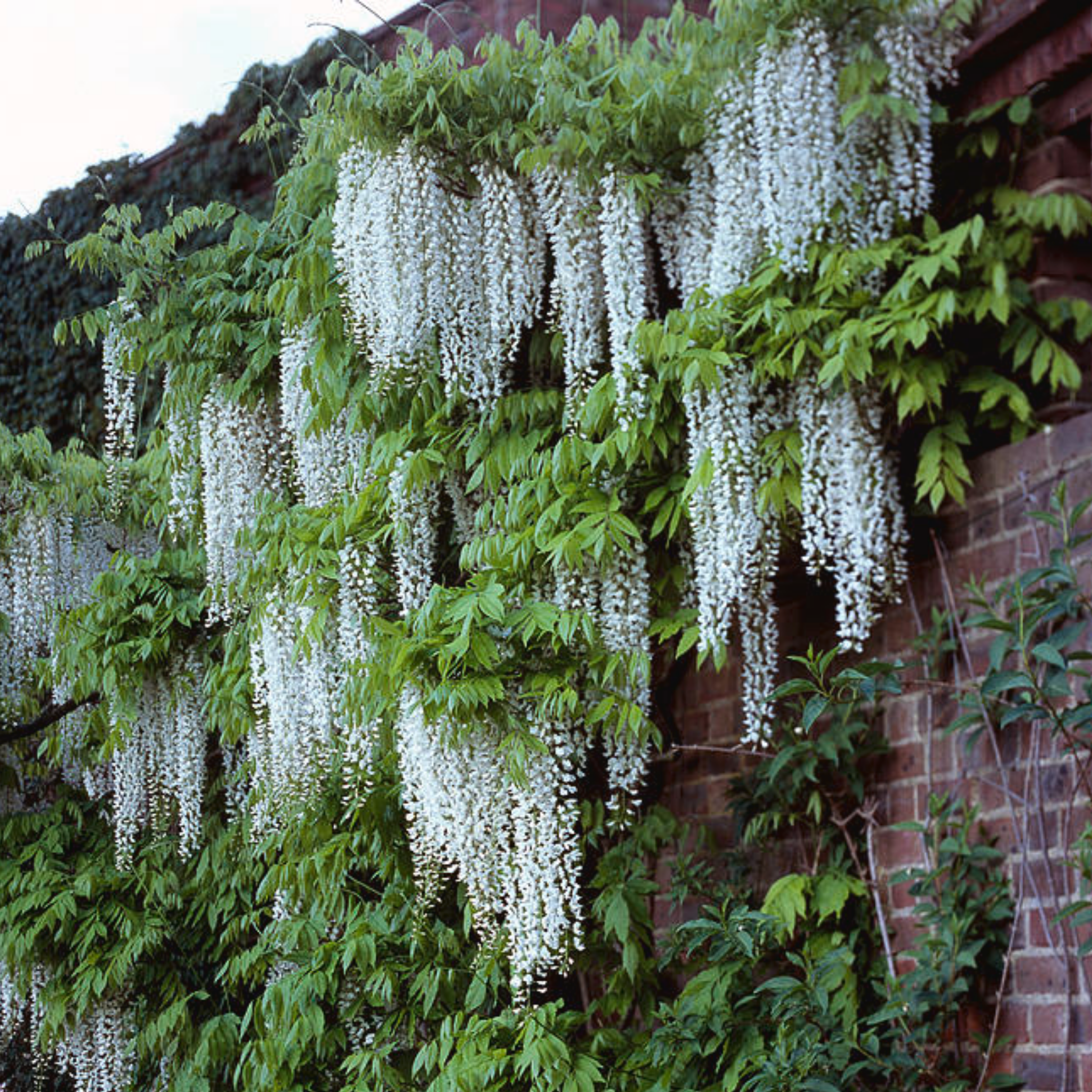 White Japanese Wisteria - Wisteria floribunda Alba
