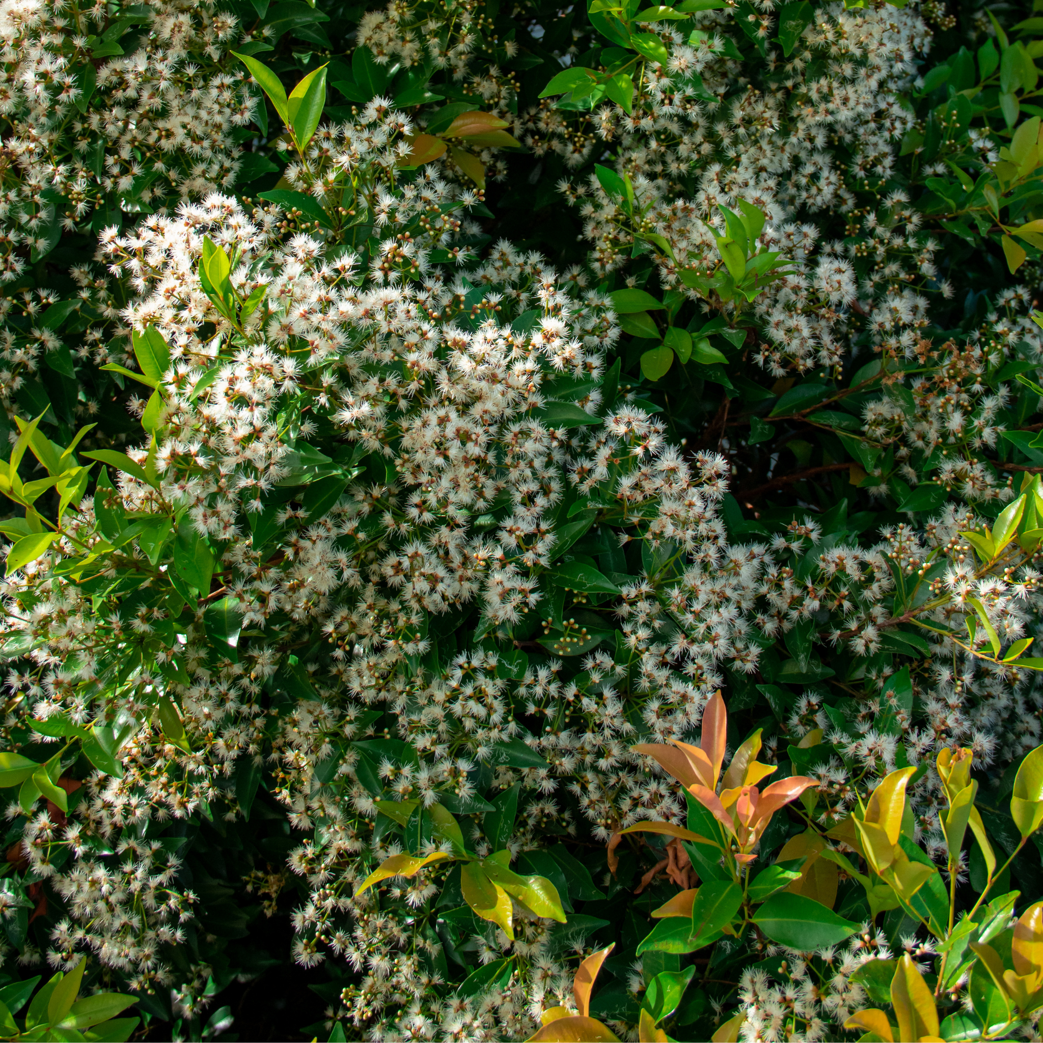 Lilly Pilly 'Minor' - Acmena smithii Minor