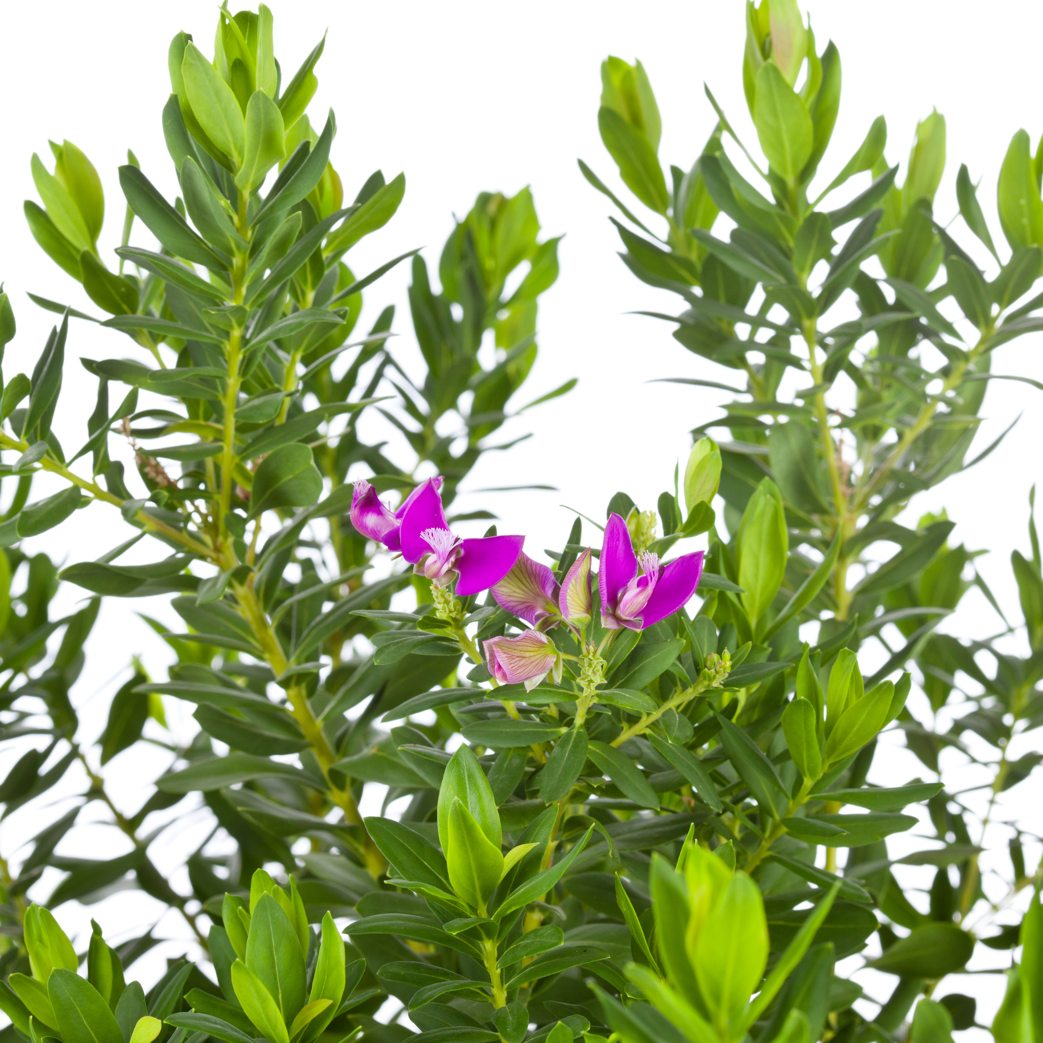 Sweet Pea Shrub - Polygala dalmaisiana