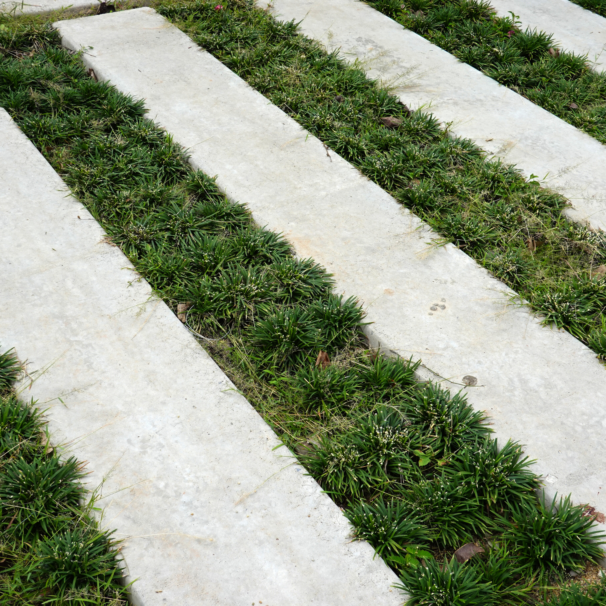 Mondo Grass - Ophiopogon japonicus