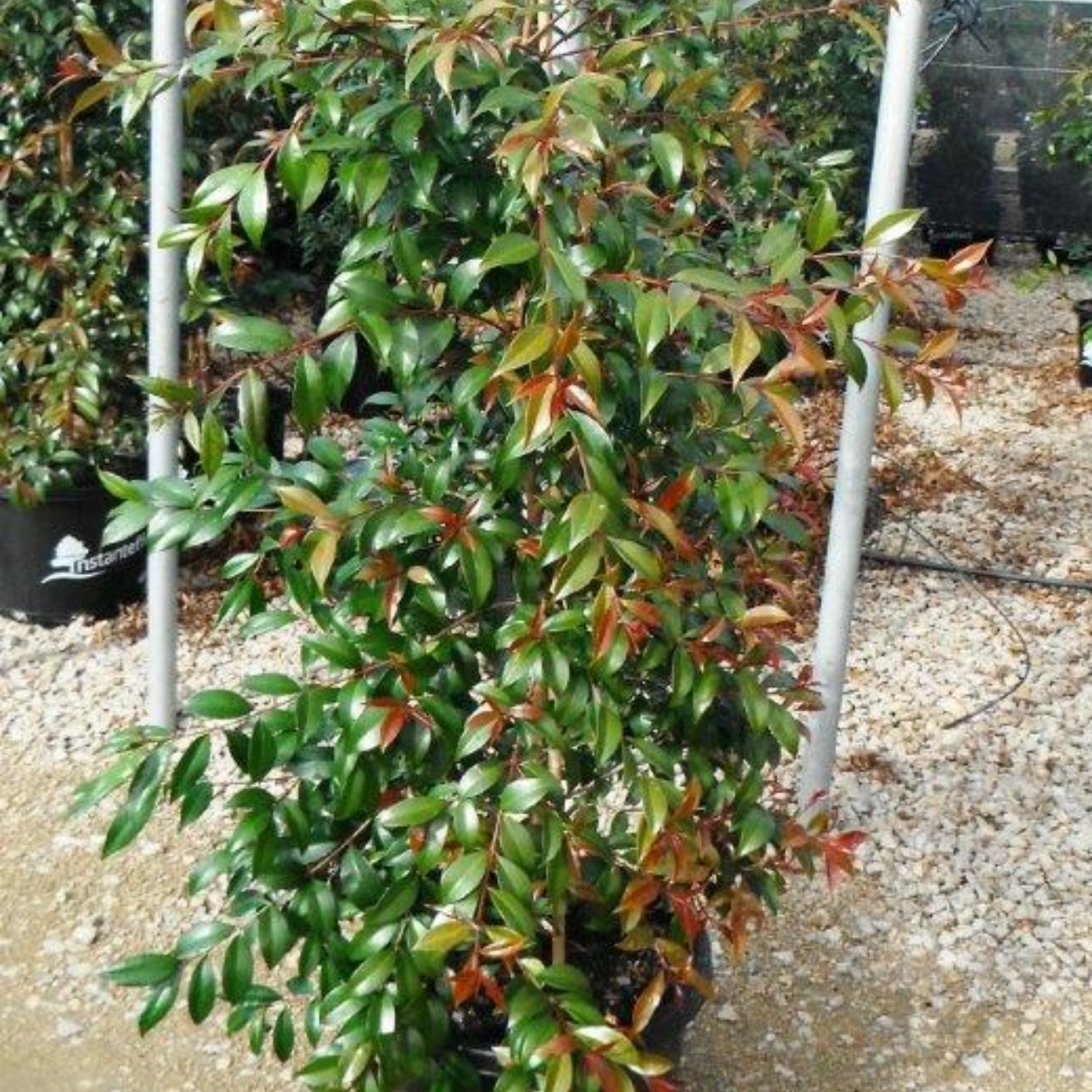 Lilly Pilly - Brush Cherry - Syzygium australe