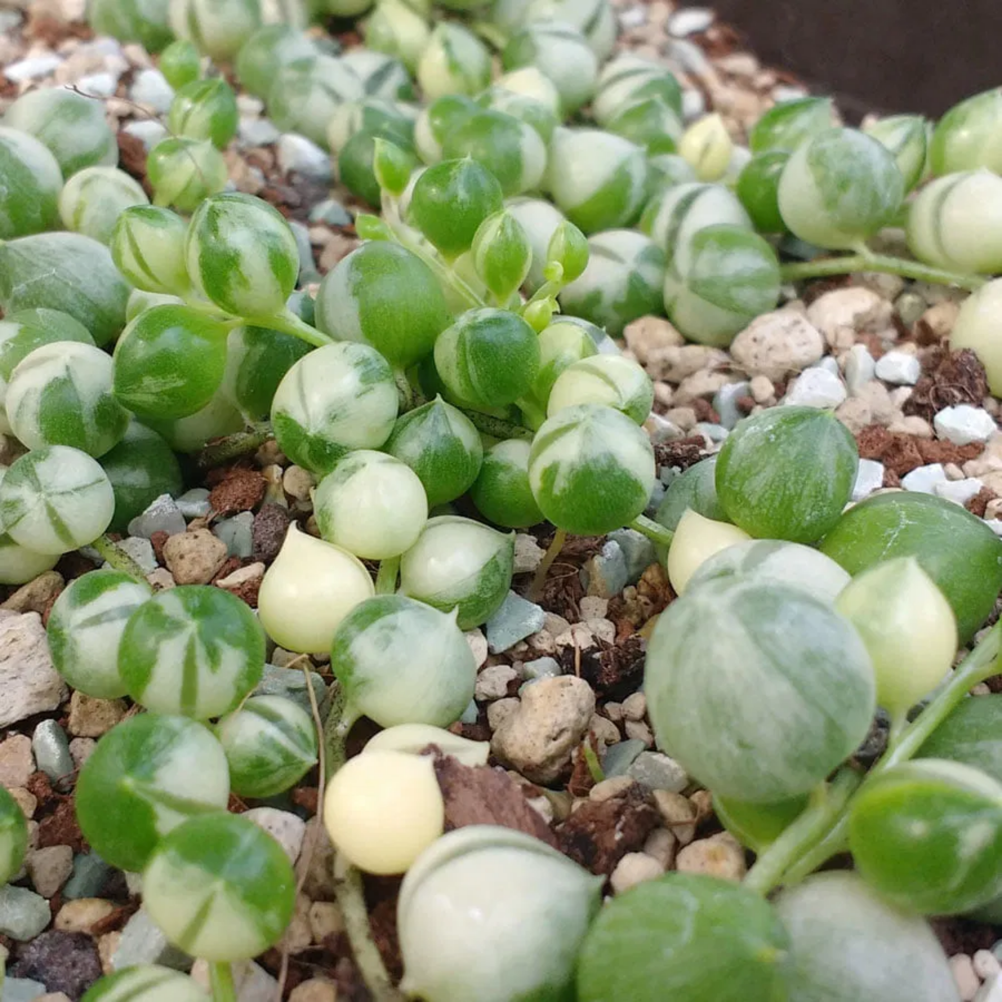 Variegated String of Pearls - Senecio rowleyanus Variegata