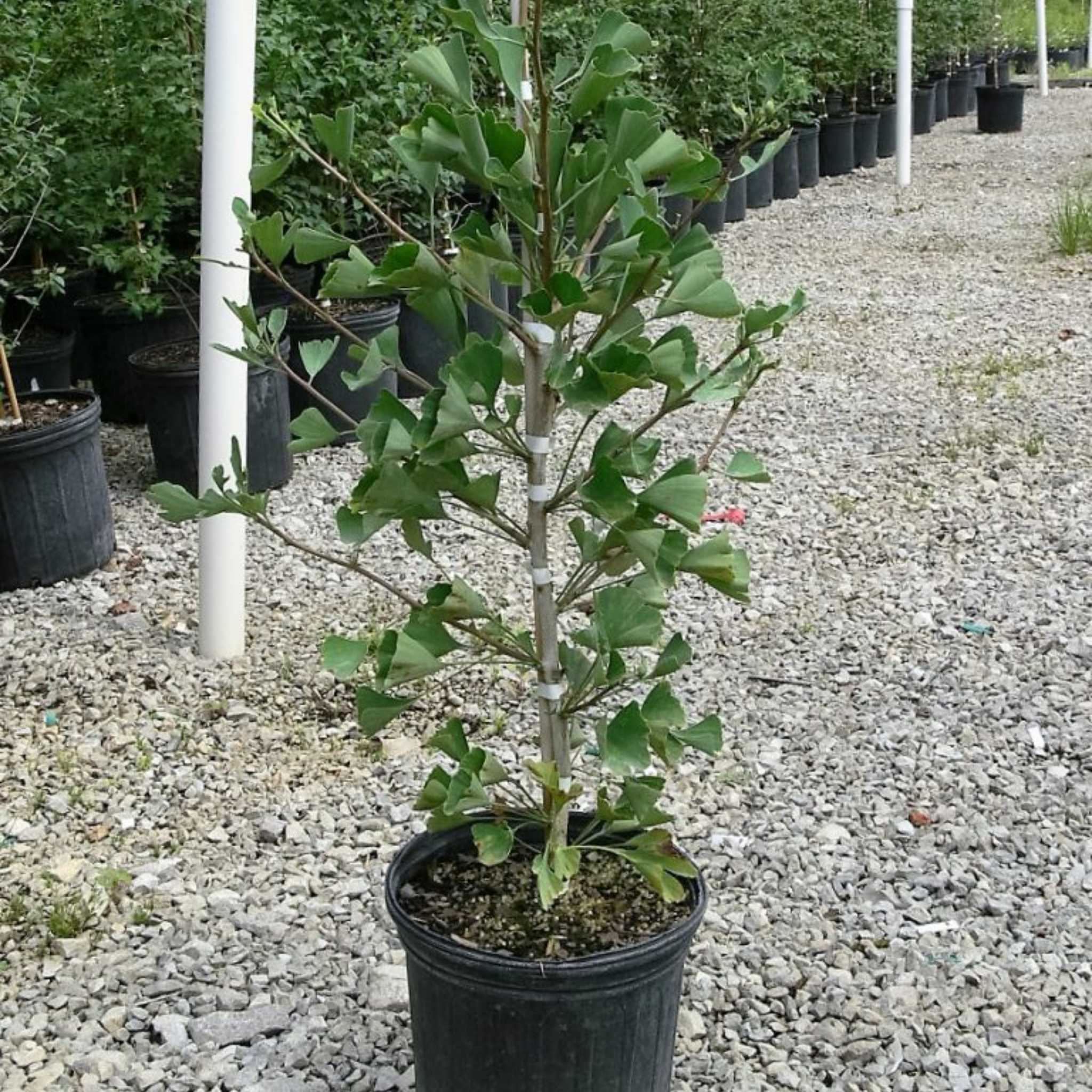 Ginkgo biloba Lemonlime Spire PBR - Upright Maidenhair Tree