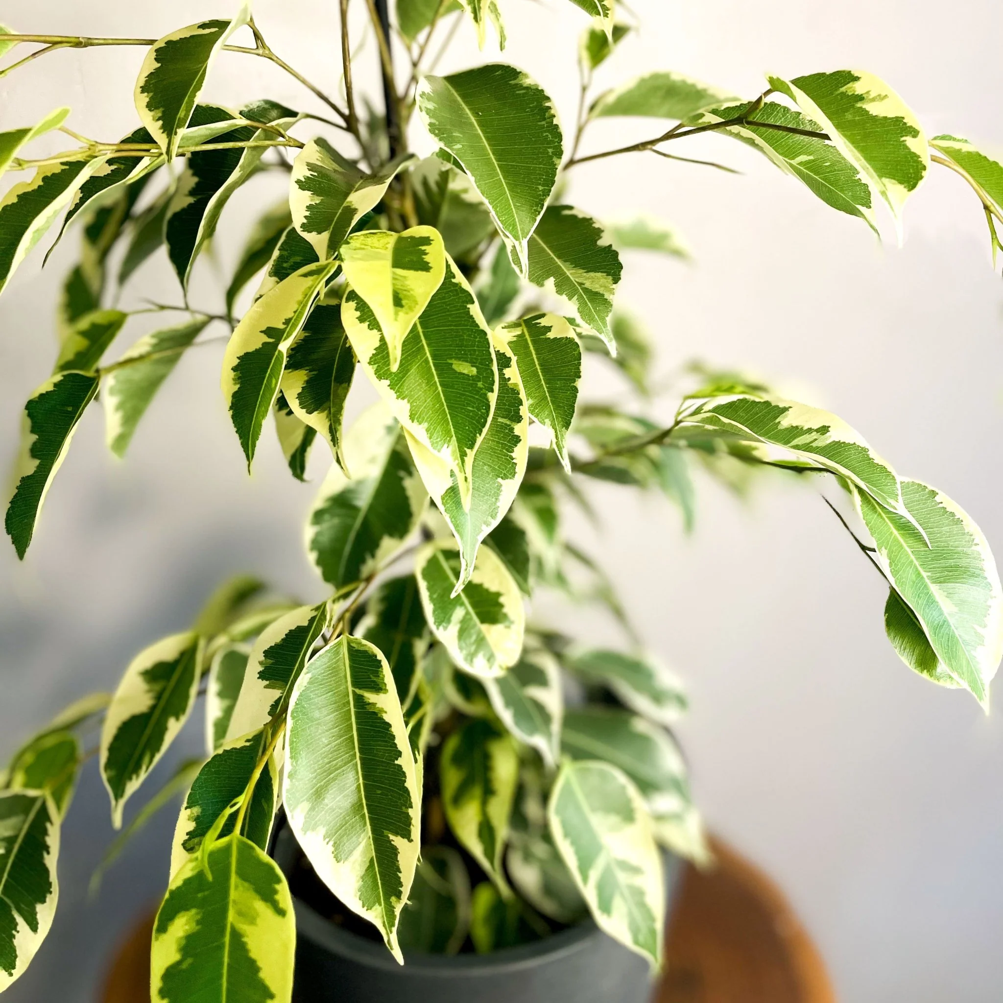 Variegated Weeping Fig - Ficus benjamina Variegata