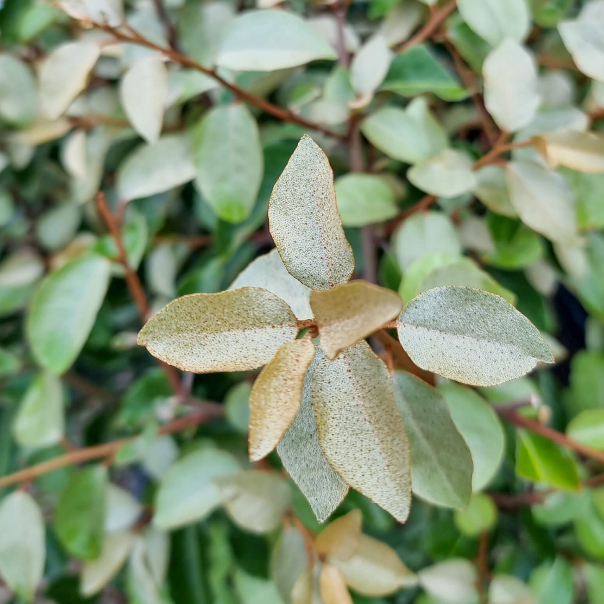Ebbings Silverberry - Elaeagnus ebbingei