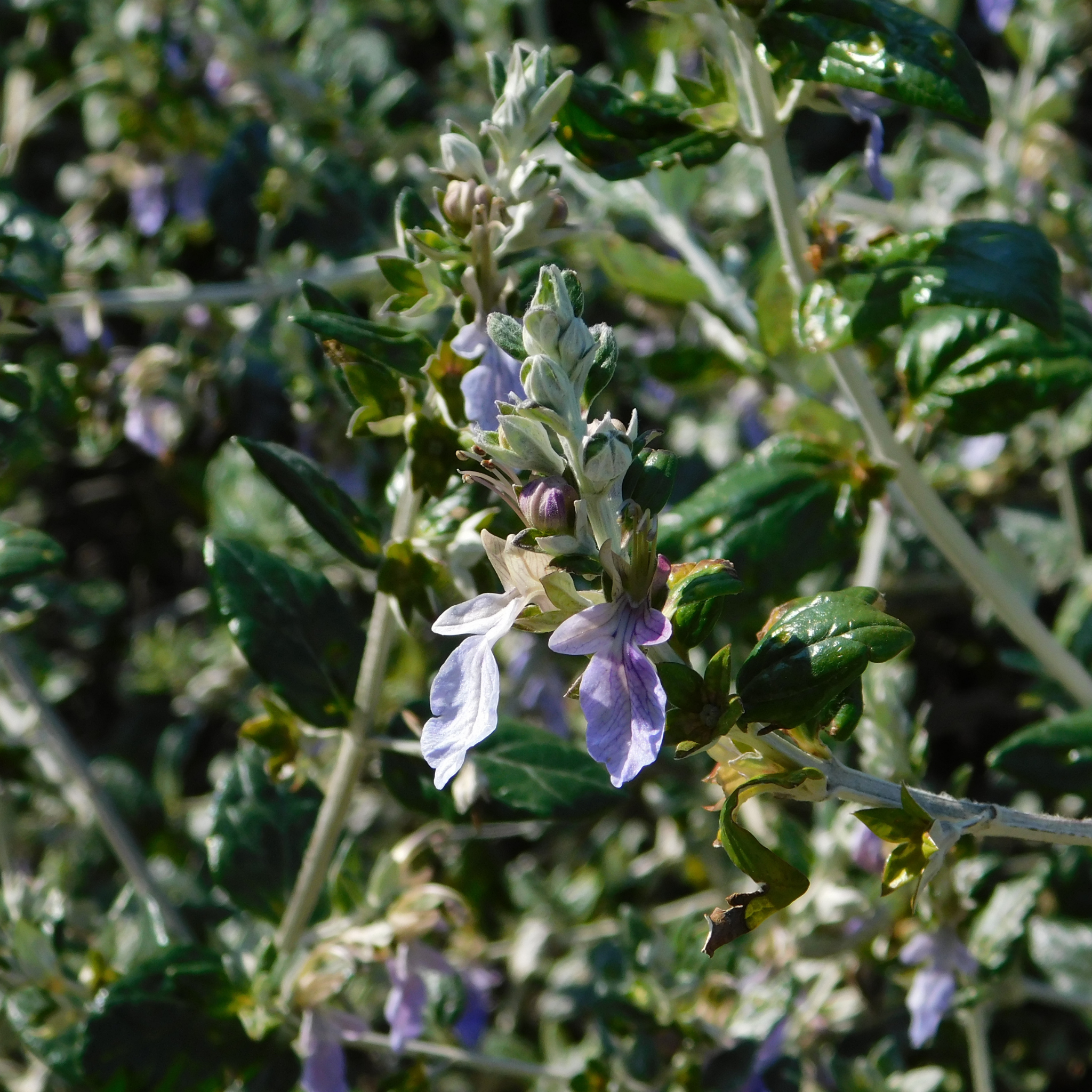 Shrubby Germander - Teucrium fruticans