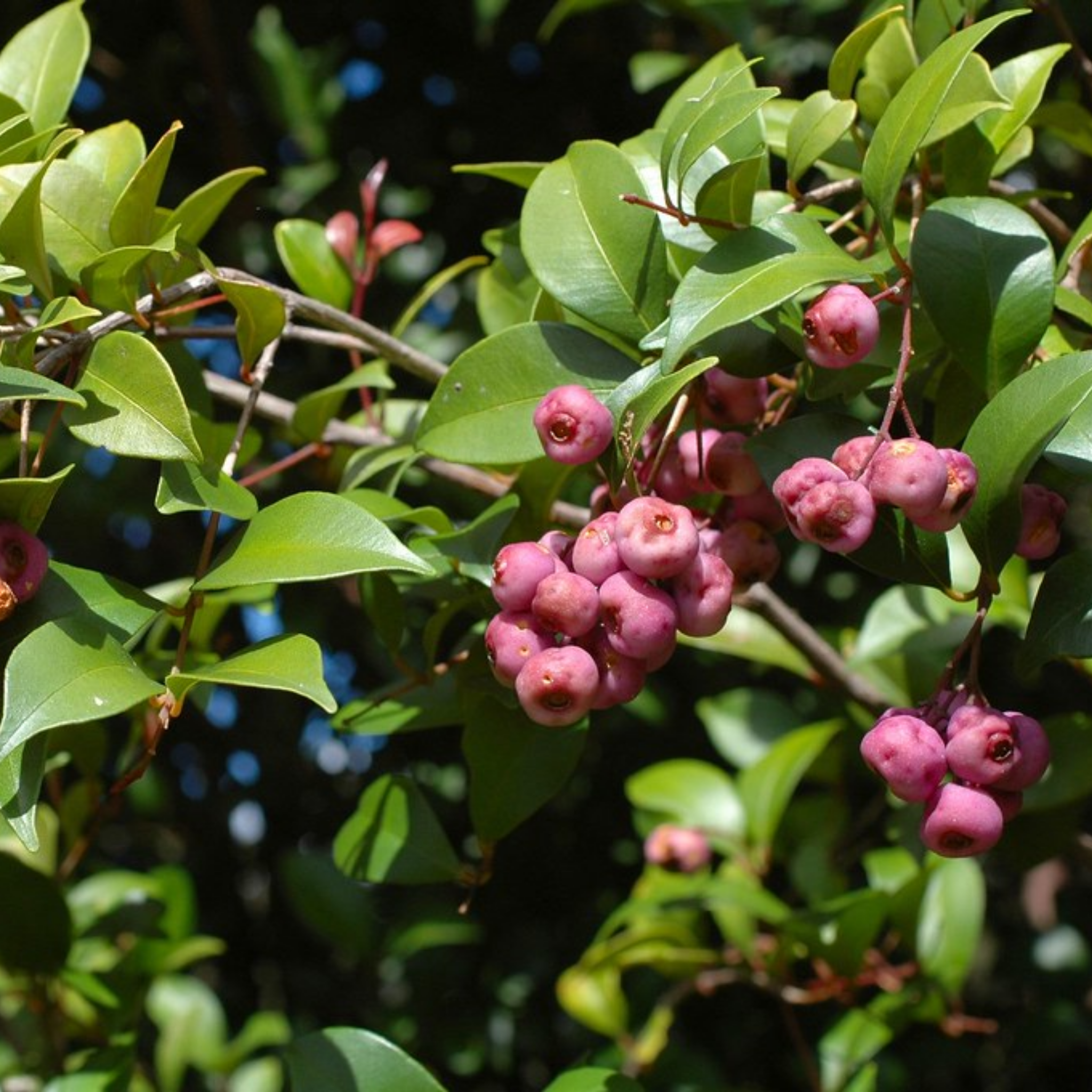 Pink fruits on a tree branch with green leaves