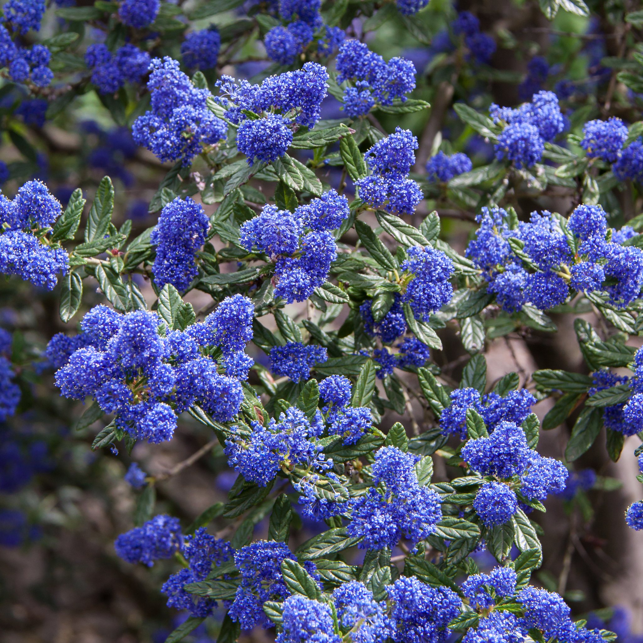 California Lilac - Ceanothus griseus horizontalis Yankee Point