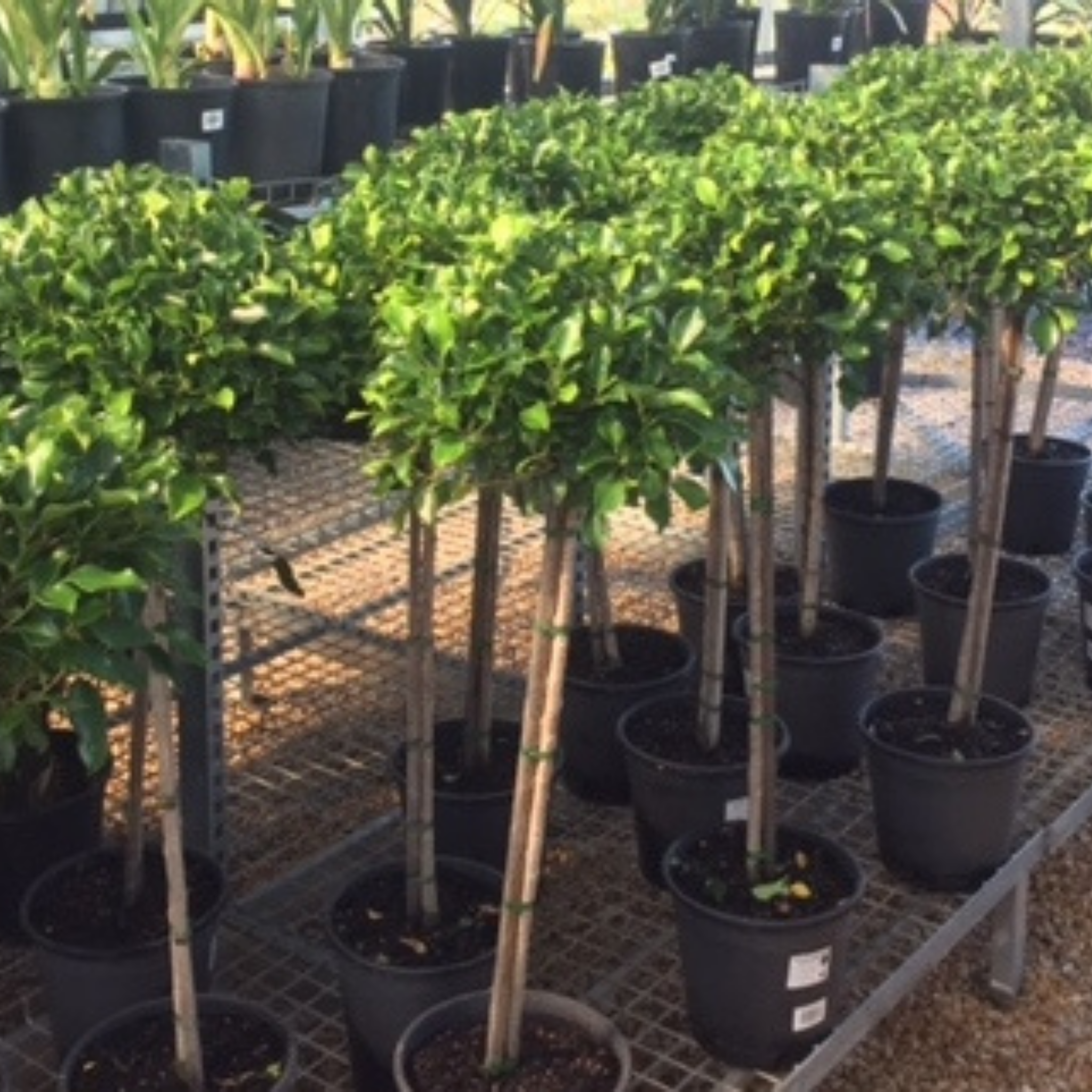 Hills Weeping Fig - Ficus microcarpa hillii Emerald