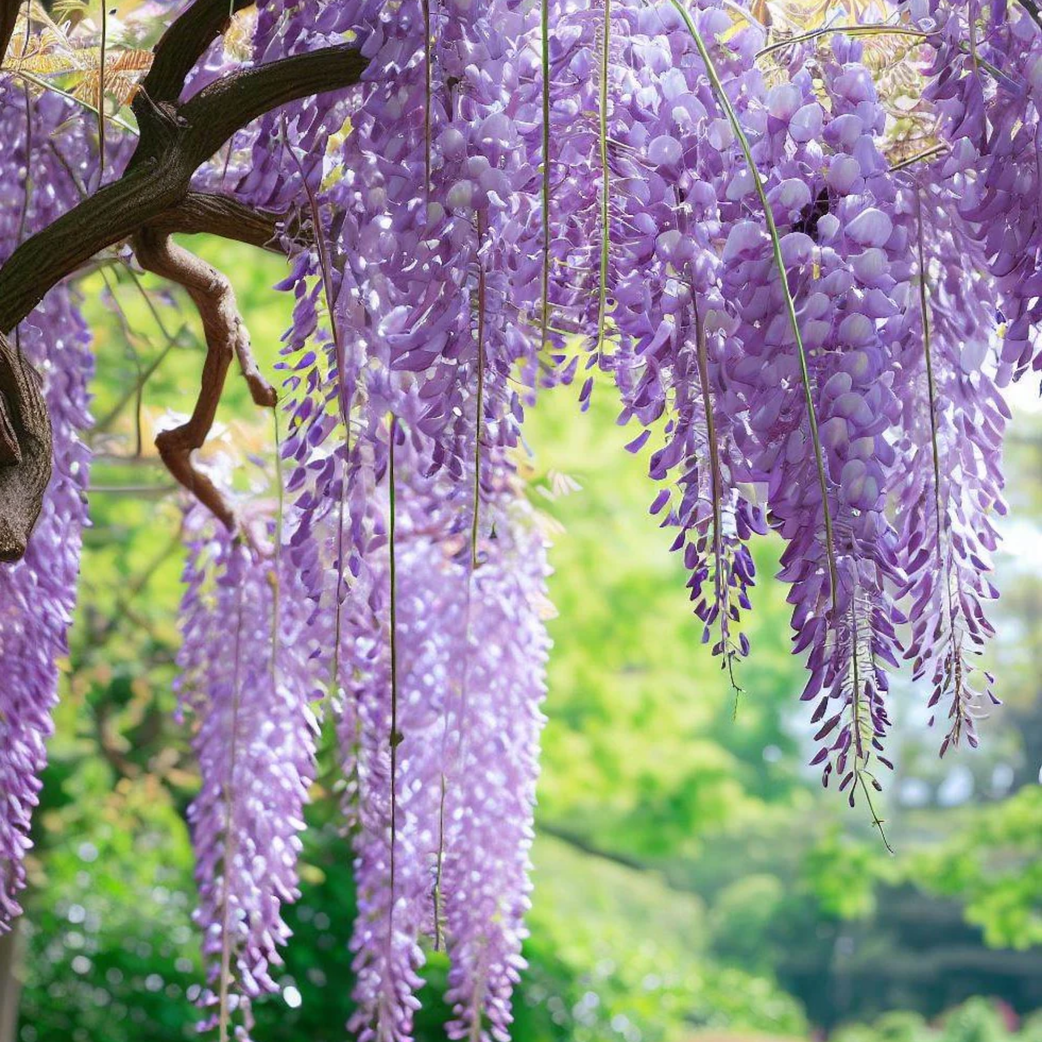 Chinese Wisteria - Wisteria sinensis