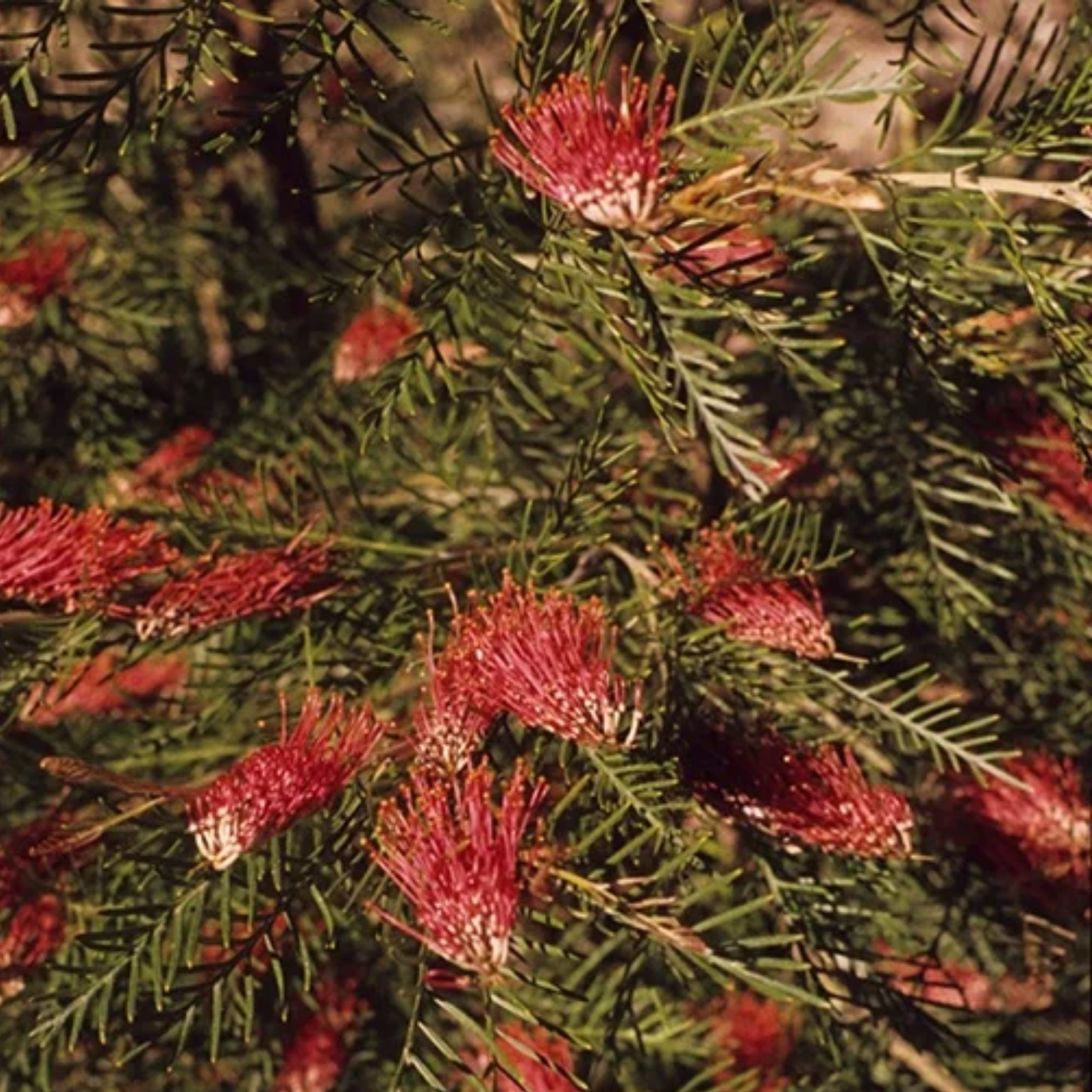 Grevillea 'Red Hooks' - Grevillea longifolia tetragonoloba Red Hooks