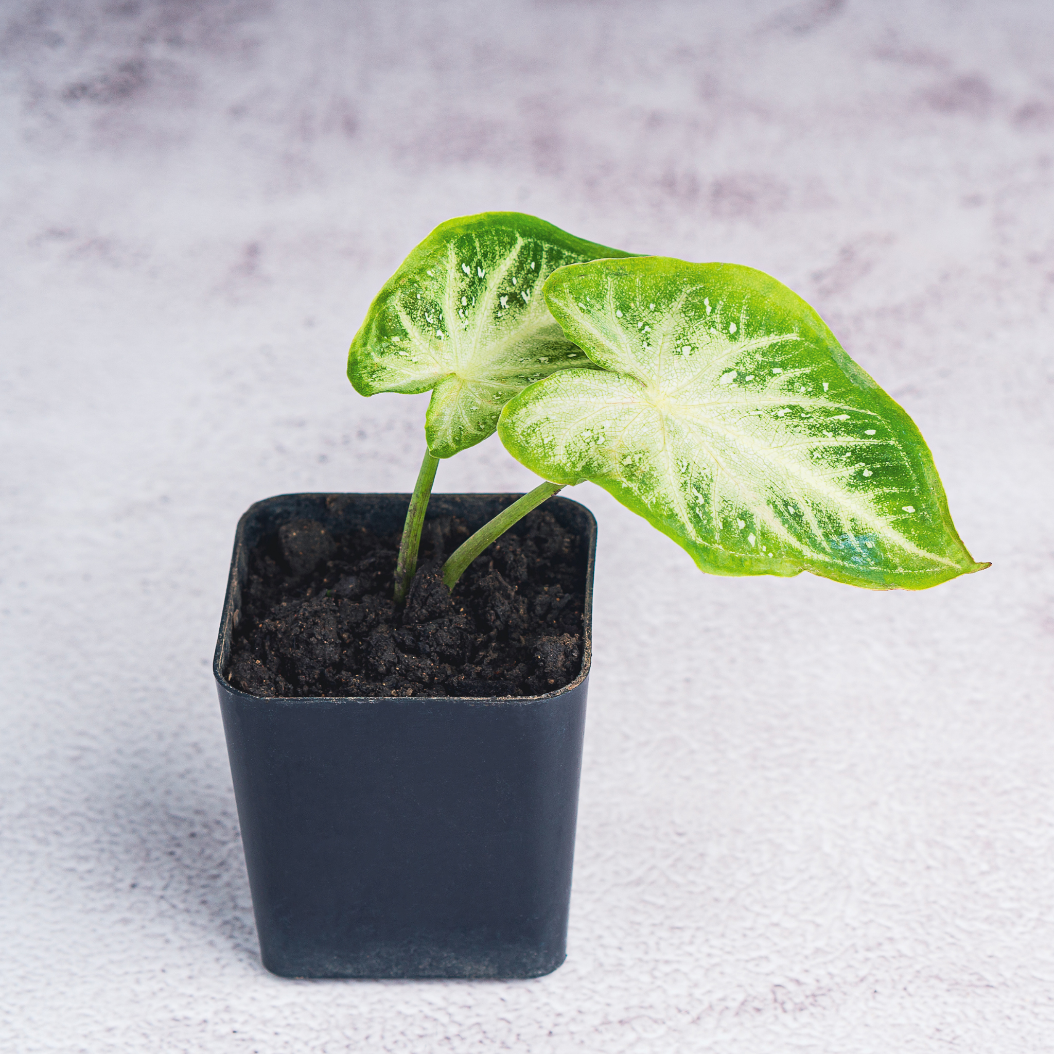Variegated Syngonium - Syngonium podophyllum 'White Butterfly' Arrowhead Plant