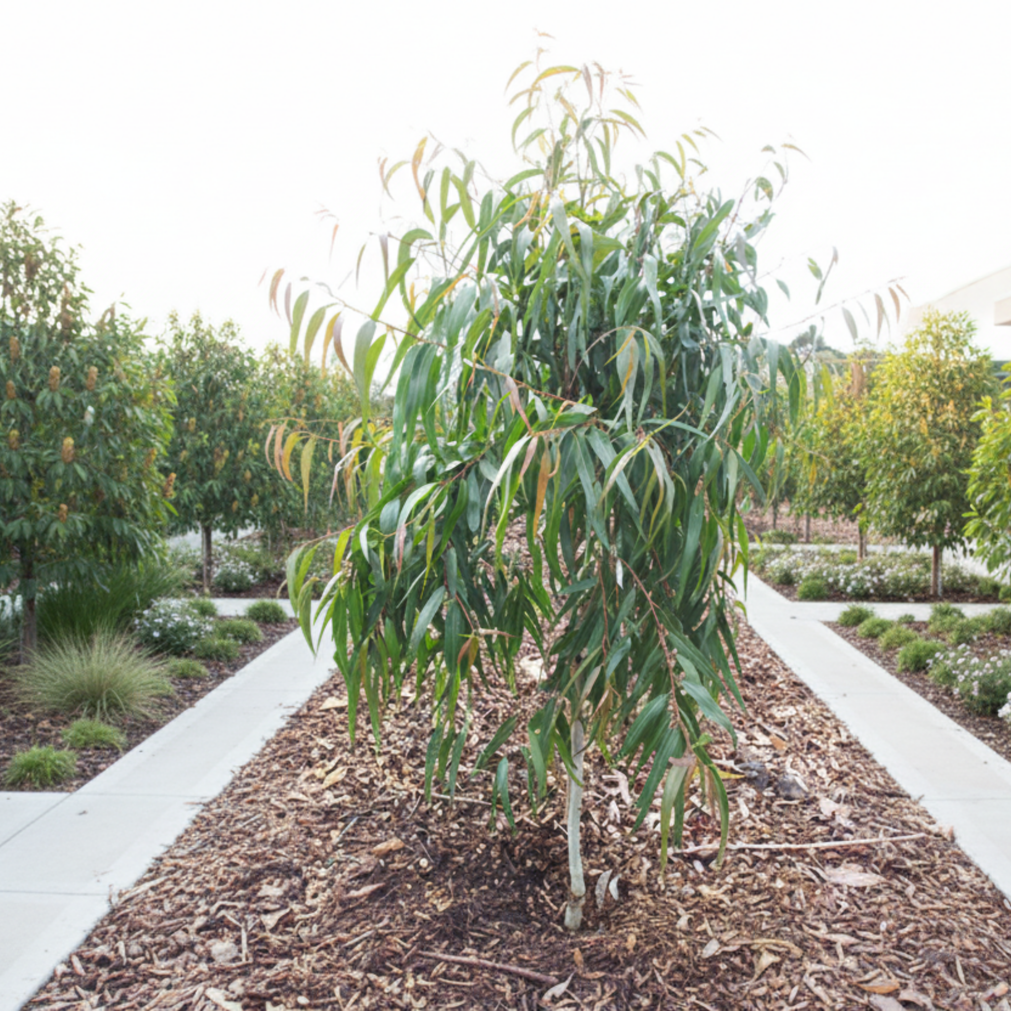 Lemon Scented Gum Baby Cinto - Corymbia citriodora 'Baby Citro'