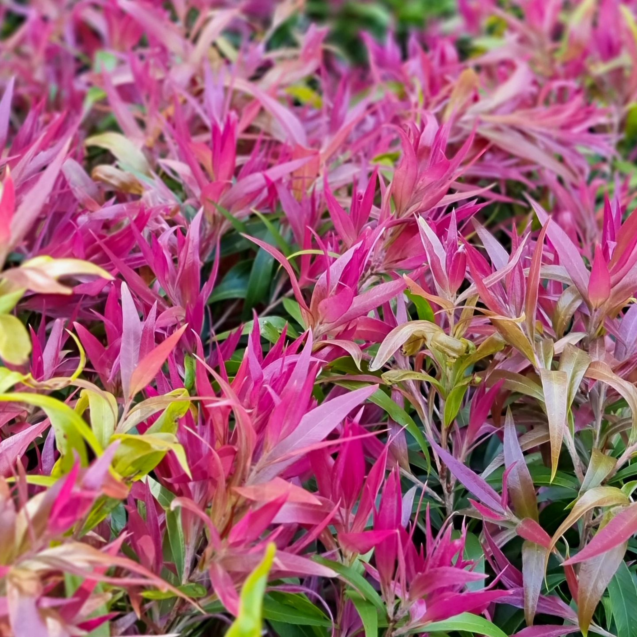 Great balls of Fire Bottlebrush - Callistemon salignus 'Great Balls of Fire’