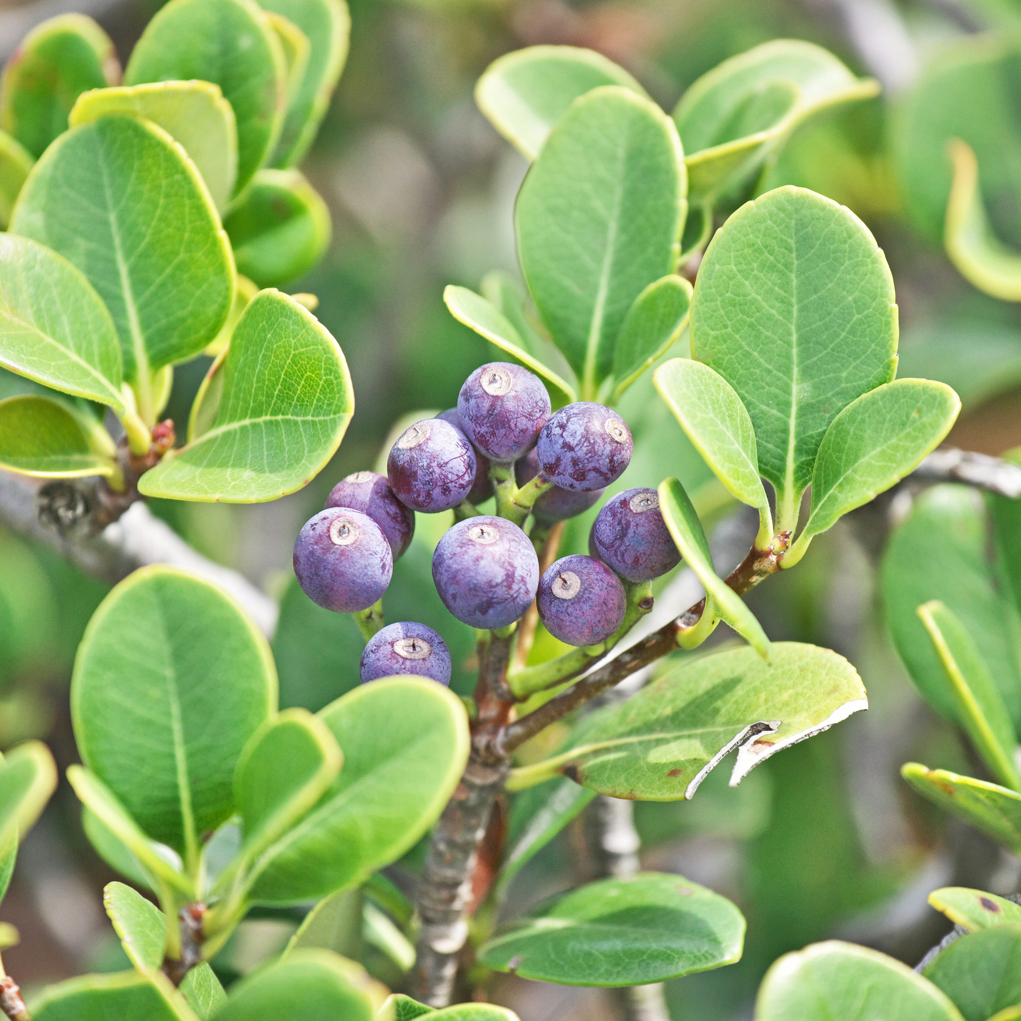Dwarf Indian hawthorn Minikin - Rhaphiolepis indica Minikin