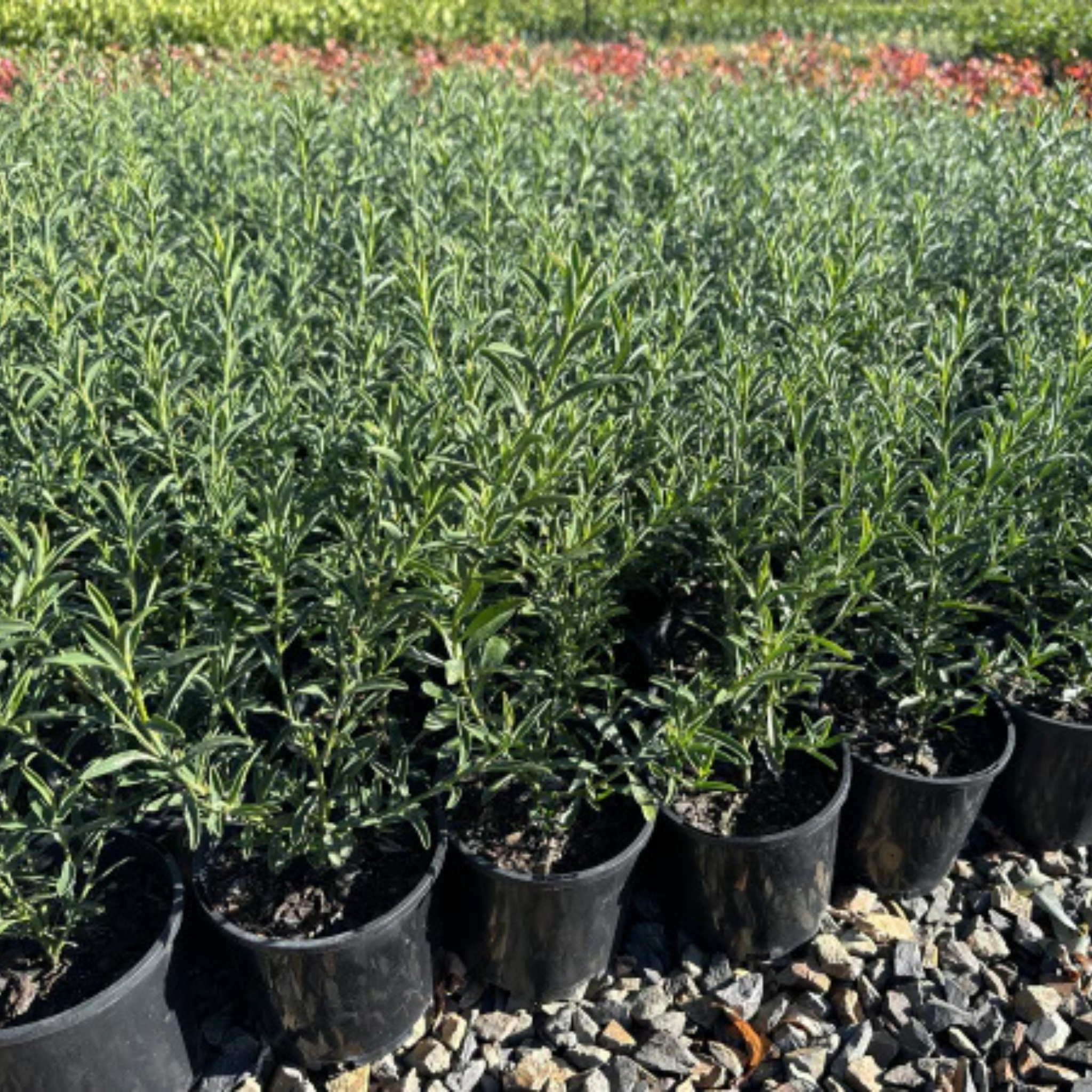 Long Leaf Wax Flower Winter Rouge - Philotheca myoporoides Winter Rouge