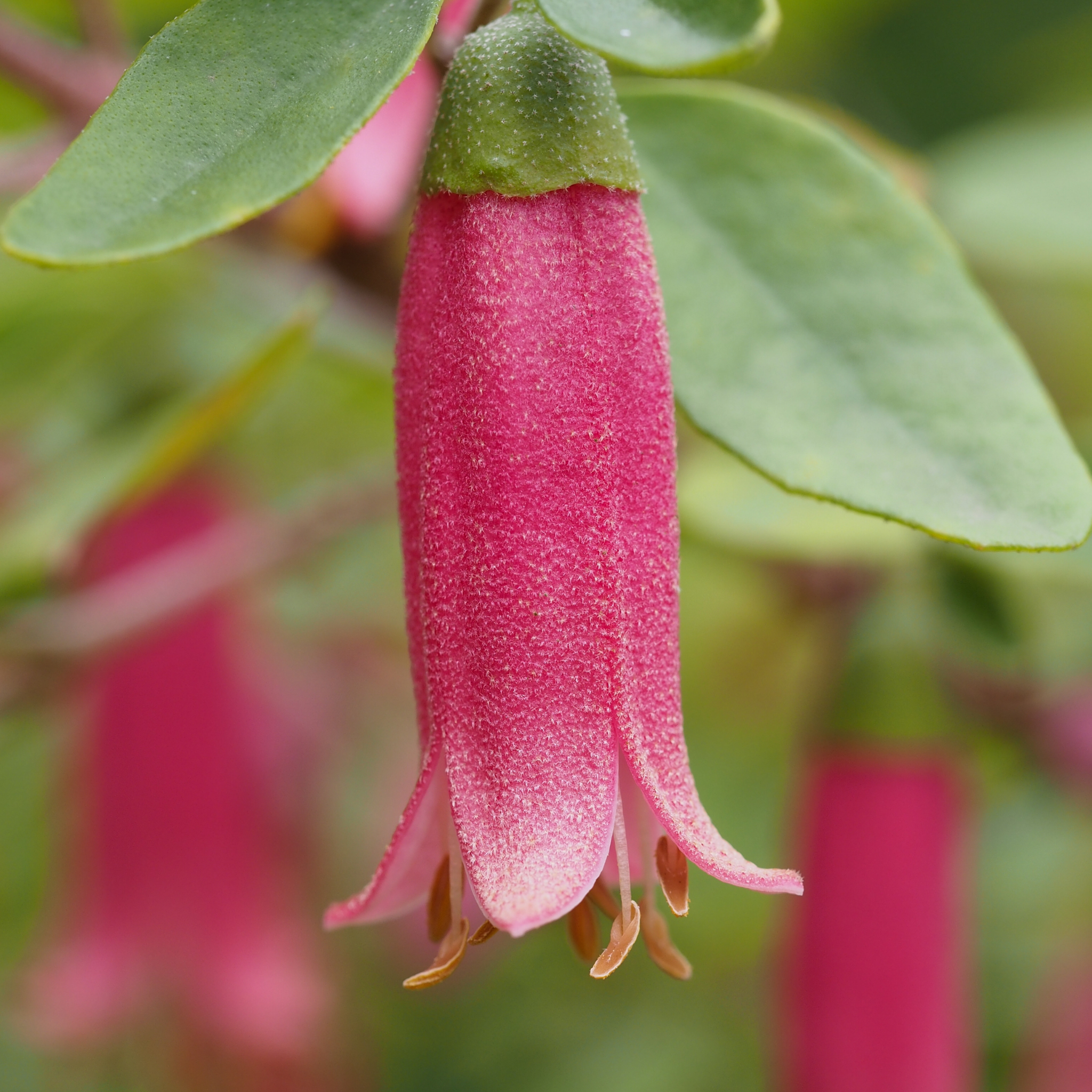 Correa Native Fushsia - Correa reflexa pulchella 'Dusky Bells'