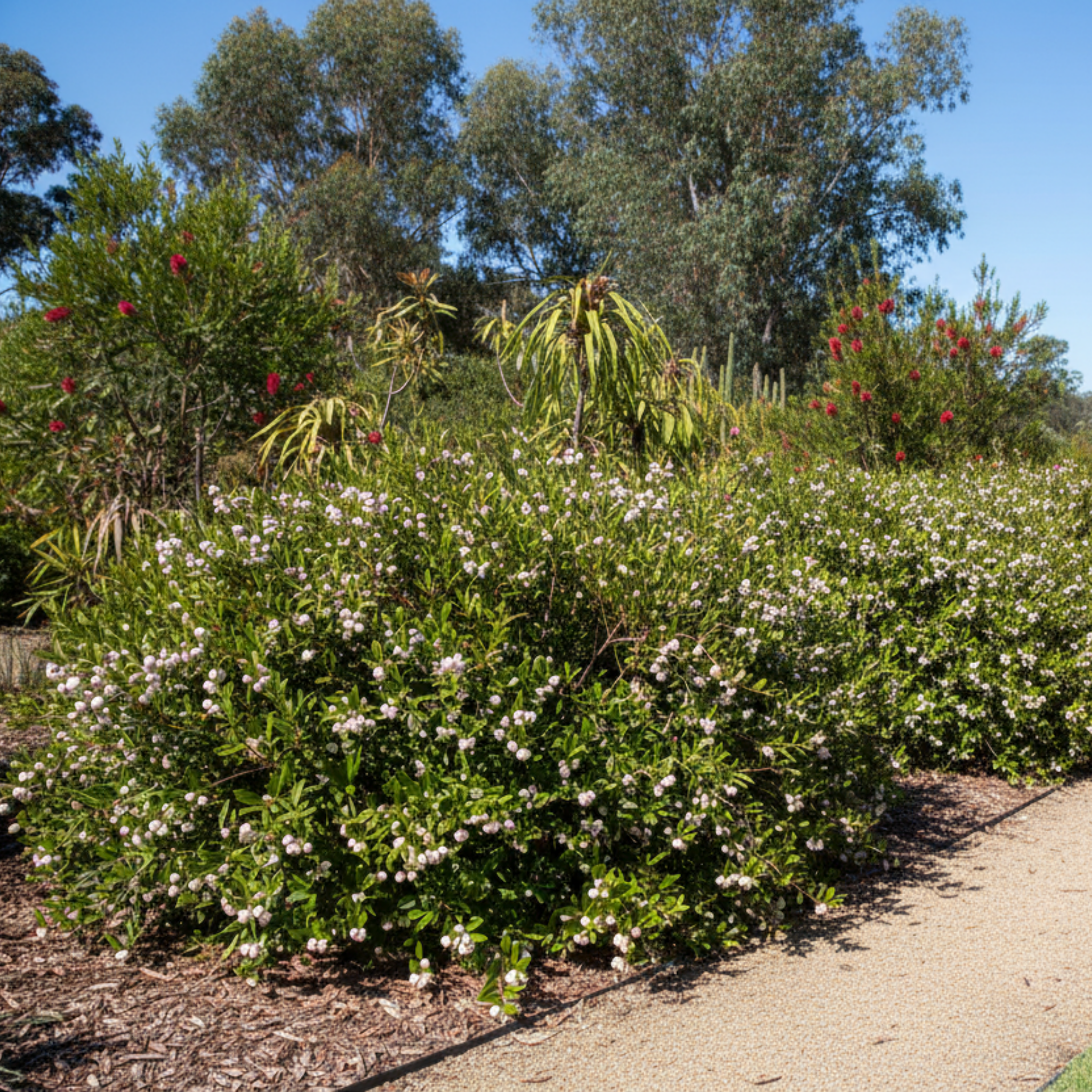 Midyim/Midgen Berry - Austromyrtus dulcis