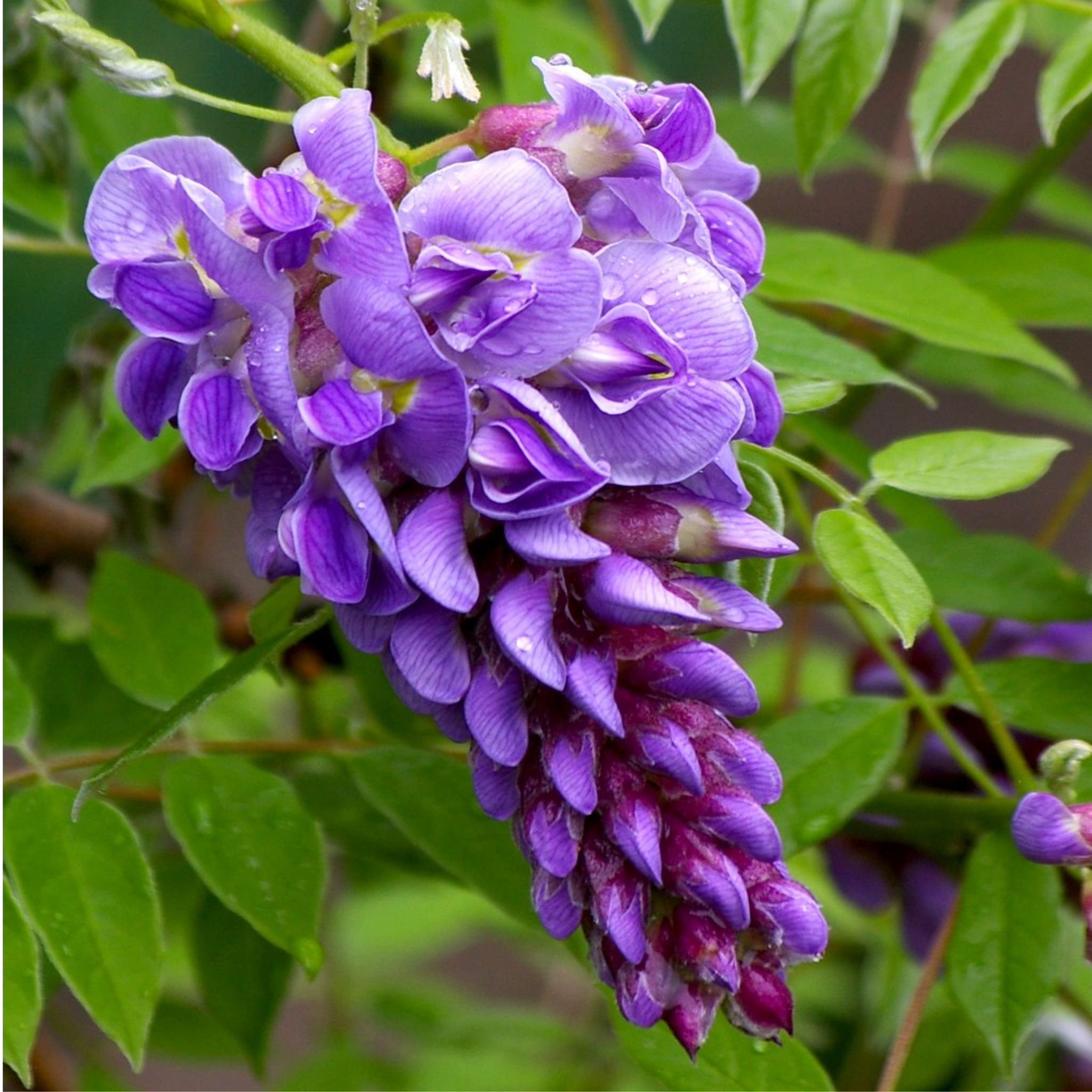 Amethyst Falls American Wisteria - Wisteria frutescens PBR