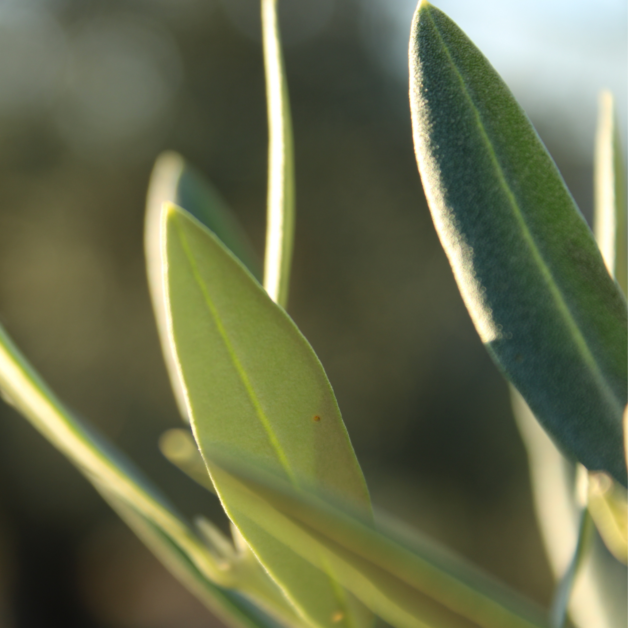 Dwarf Olive Tress - Olea europaea Bambalina