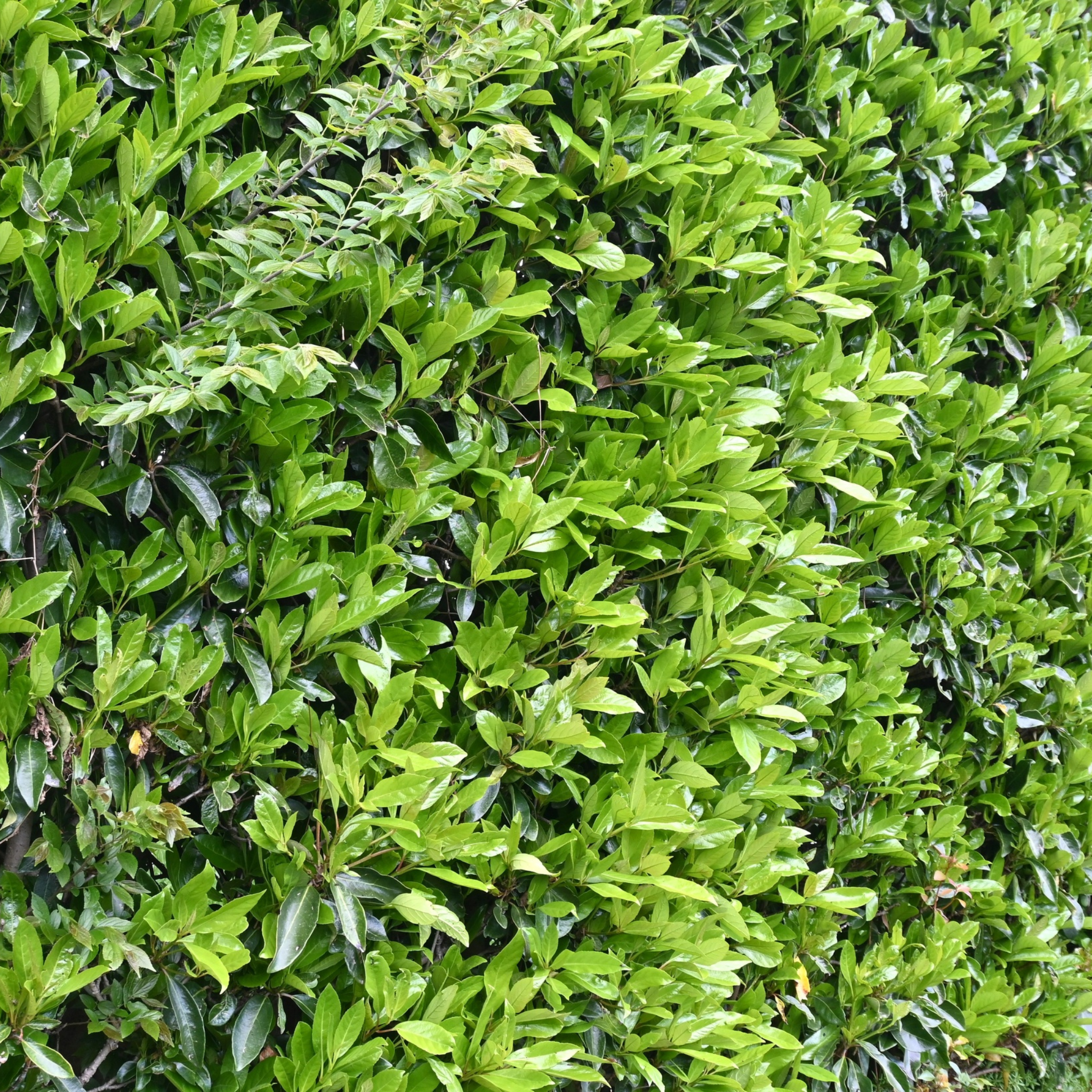 Dense green foliage