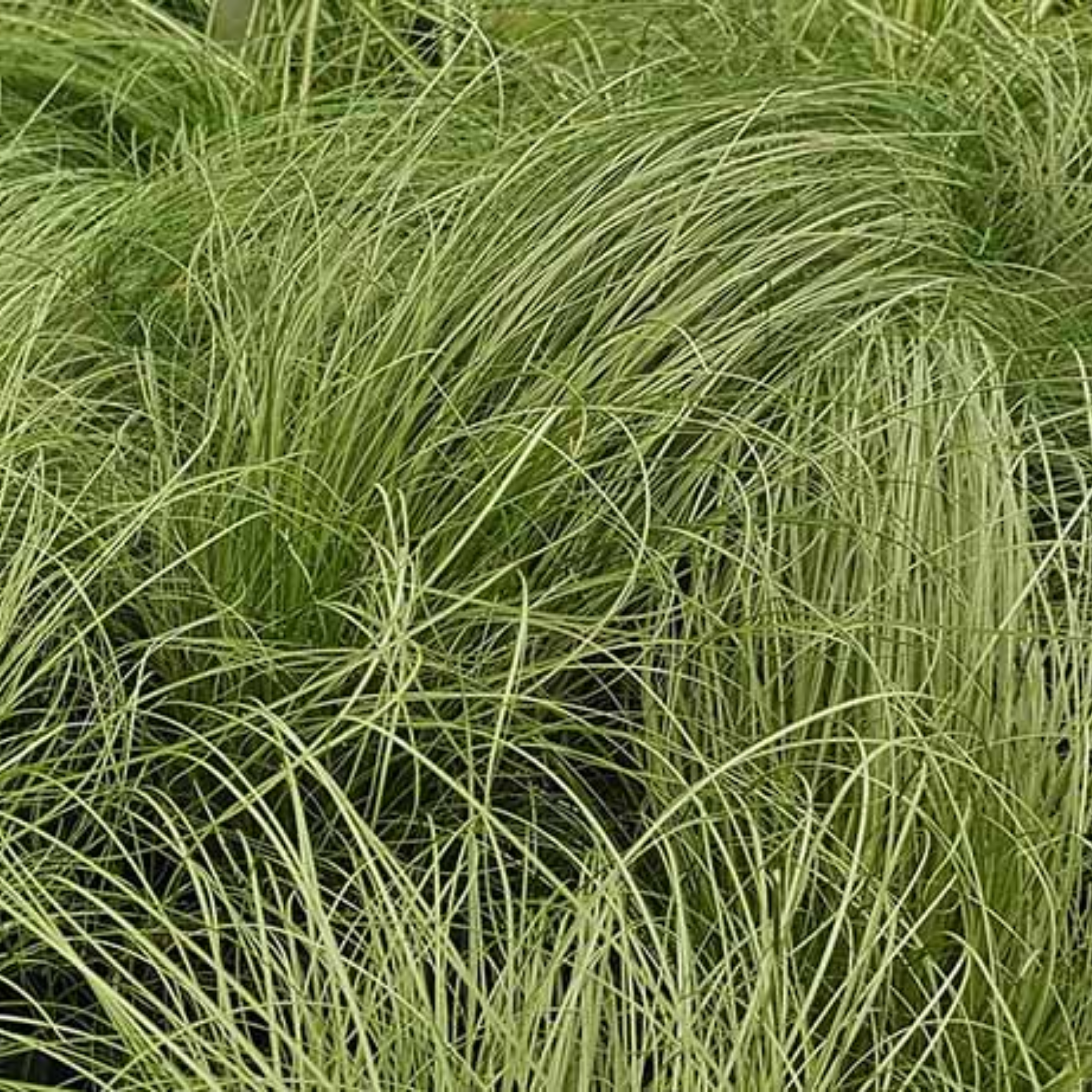 Close-up of green grass with a blurred background