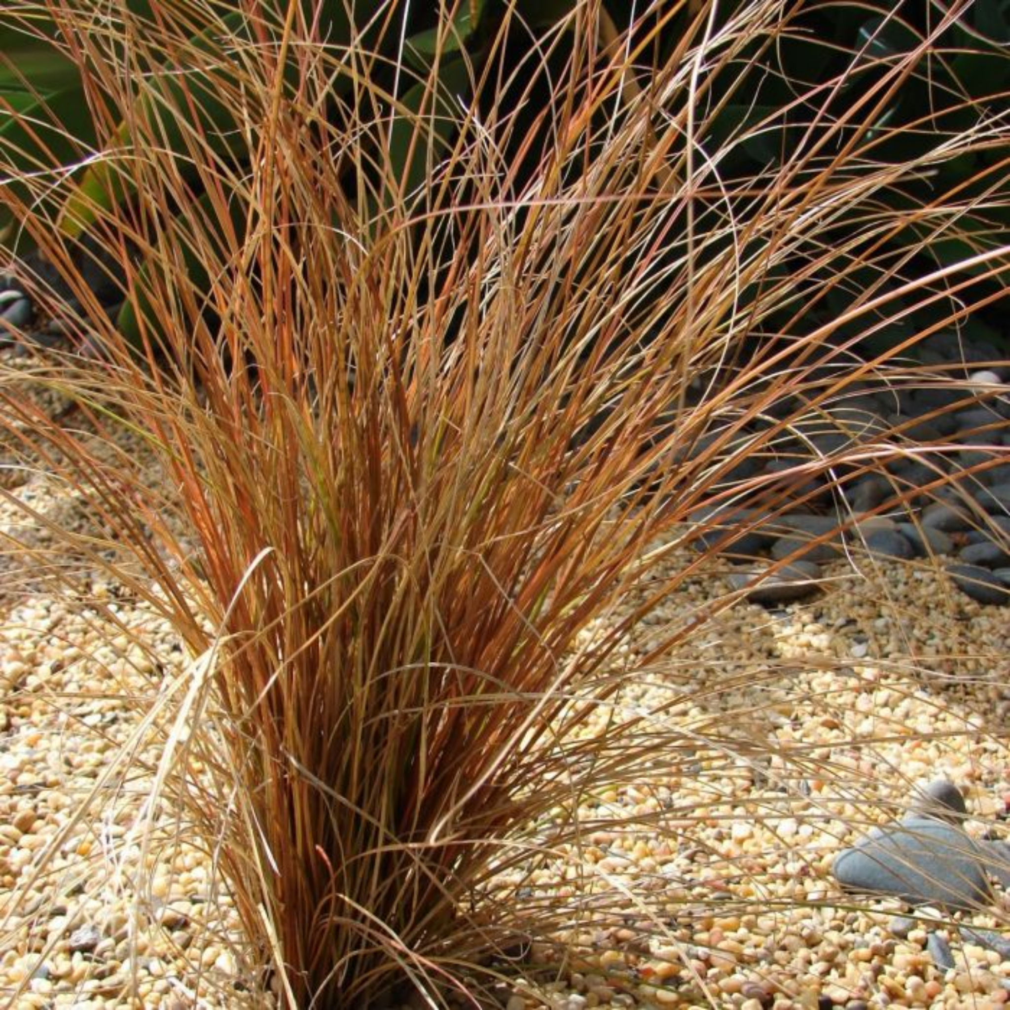 Brown grass plant on a pebble ground