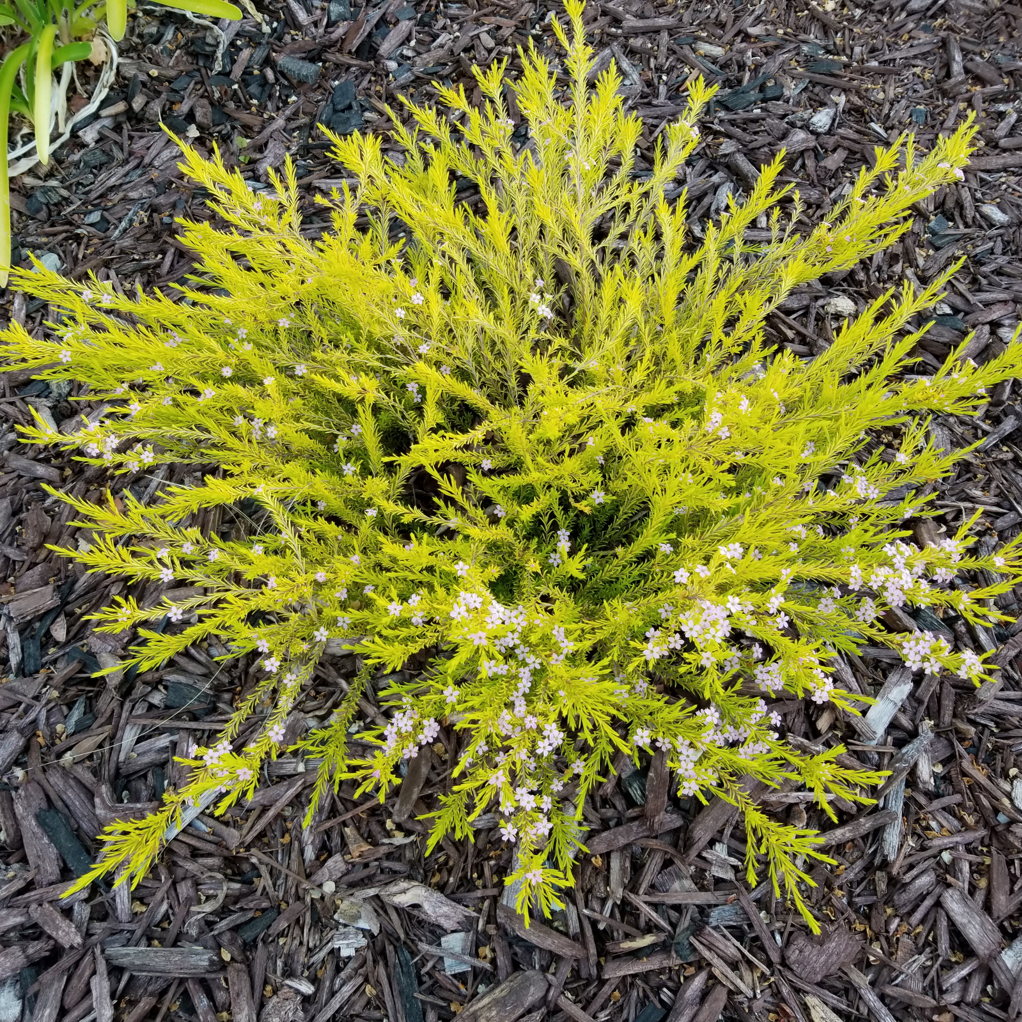 Dwarf Diosma - Coleonema pulchellum Compacta