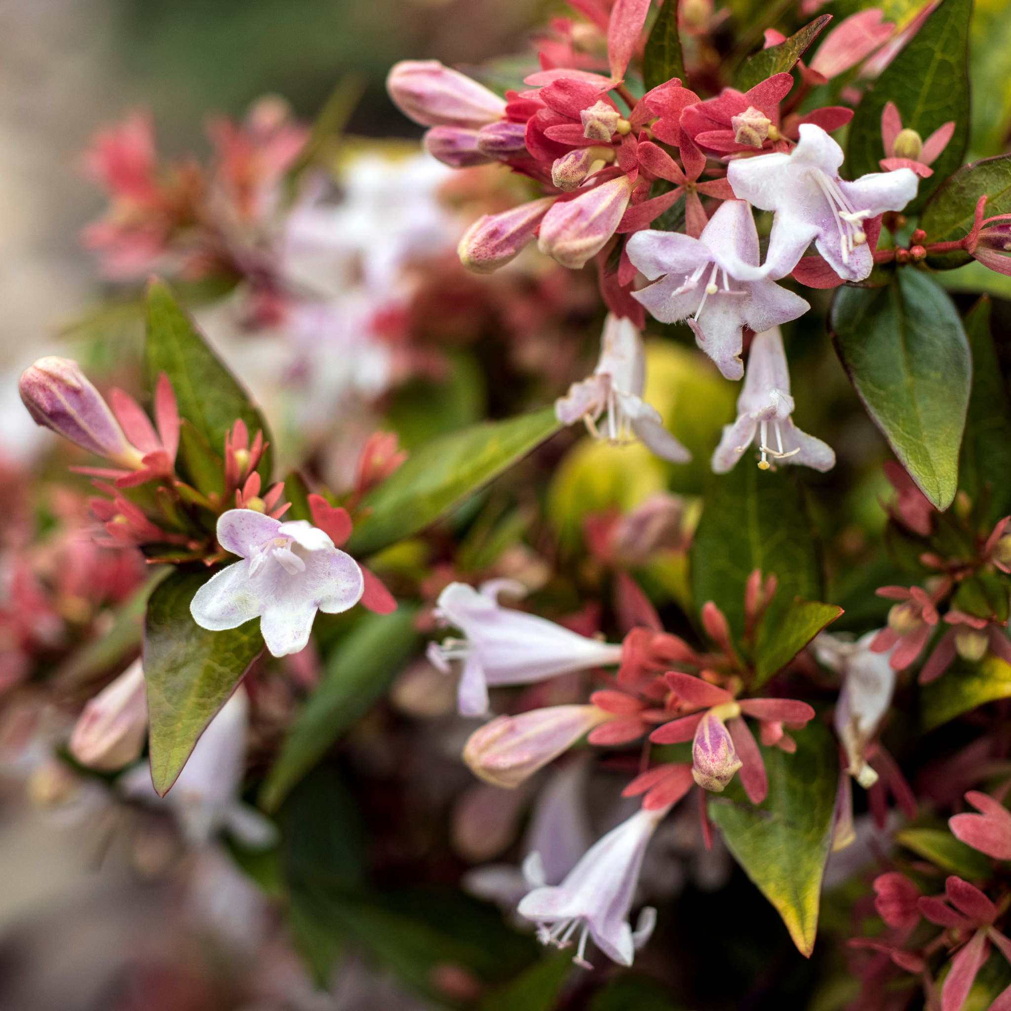 Glossy Abelia Lime Splice - Abelia grandiflora 'Lime Splice'