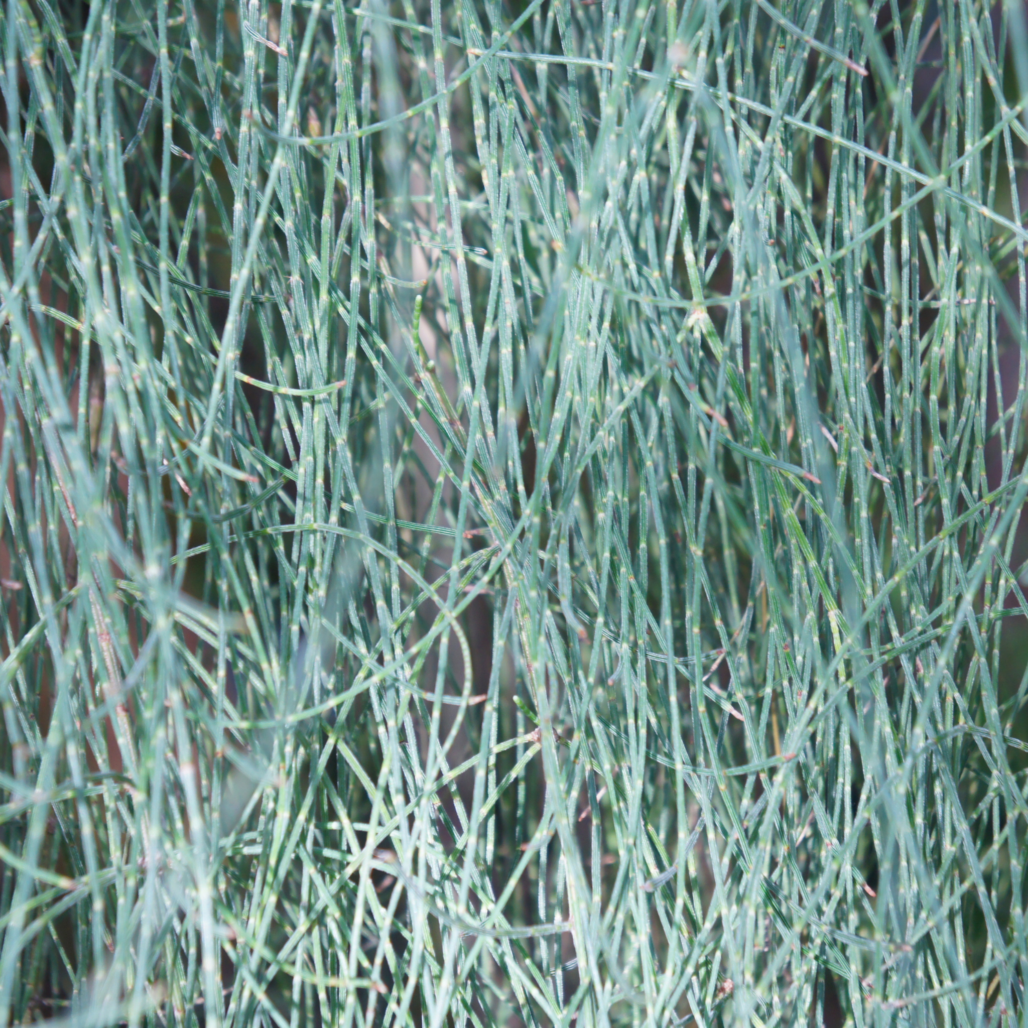 Groundcover Sheoak - Casuarina glauca Cousin It