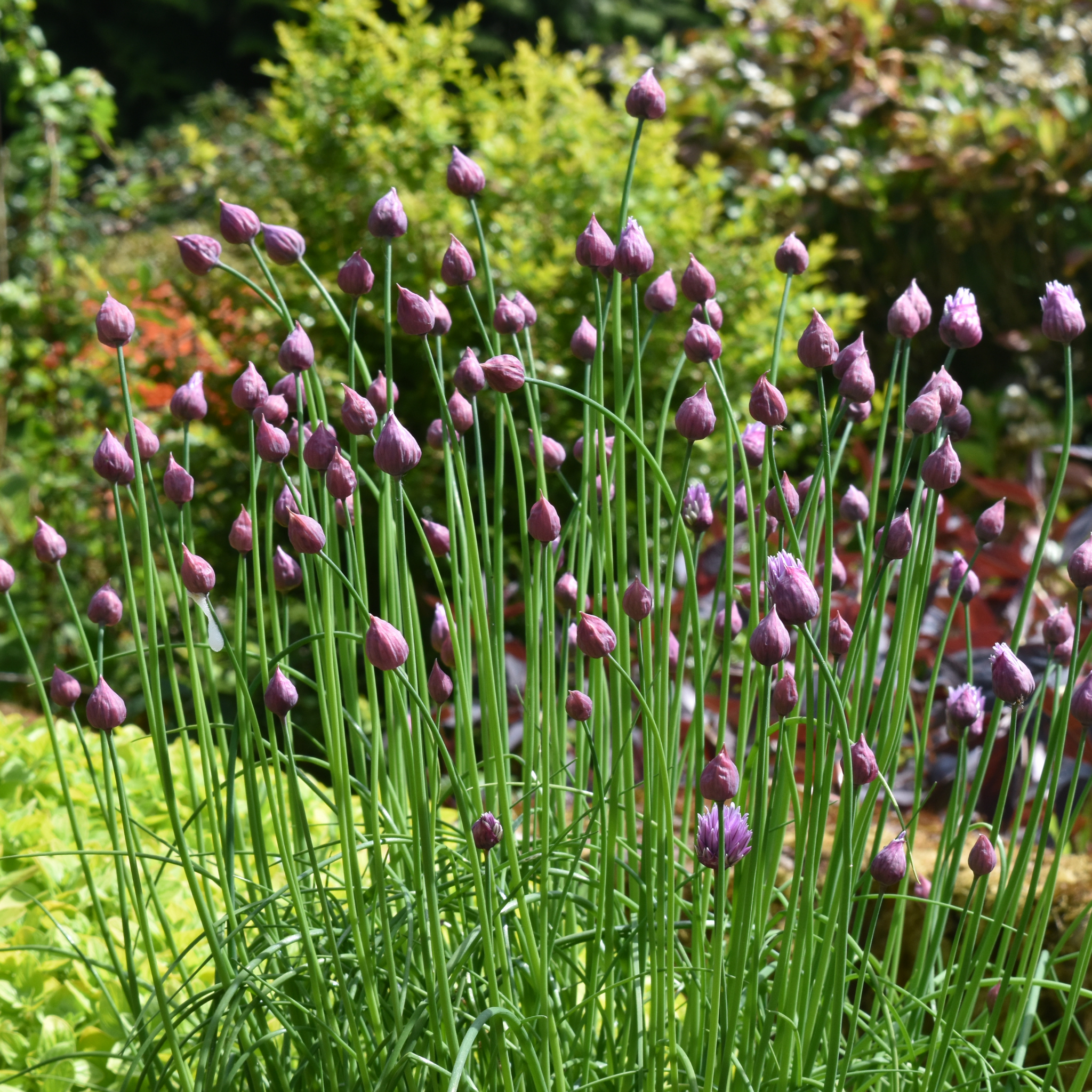 Chives - Allium schoenoprasum