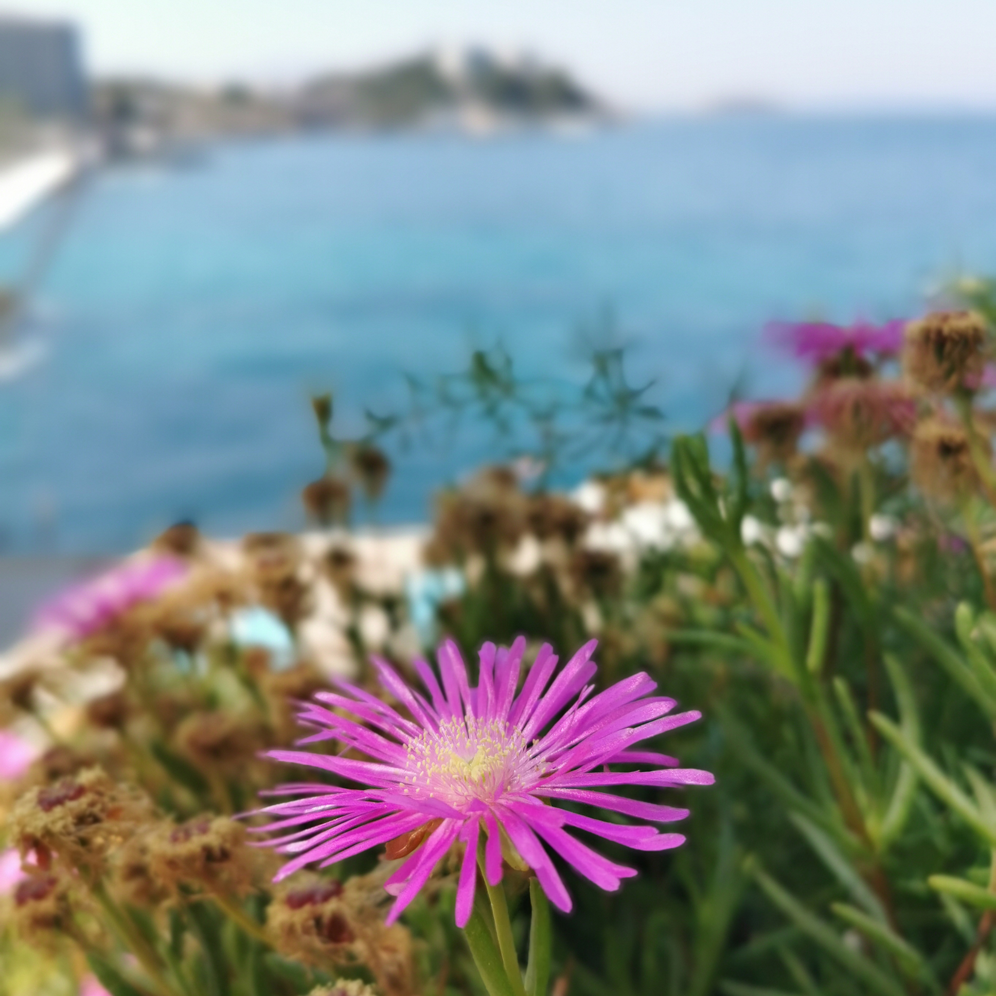 Pigface/Sea Fig - Carpobrotus glaucescens