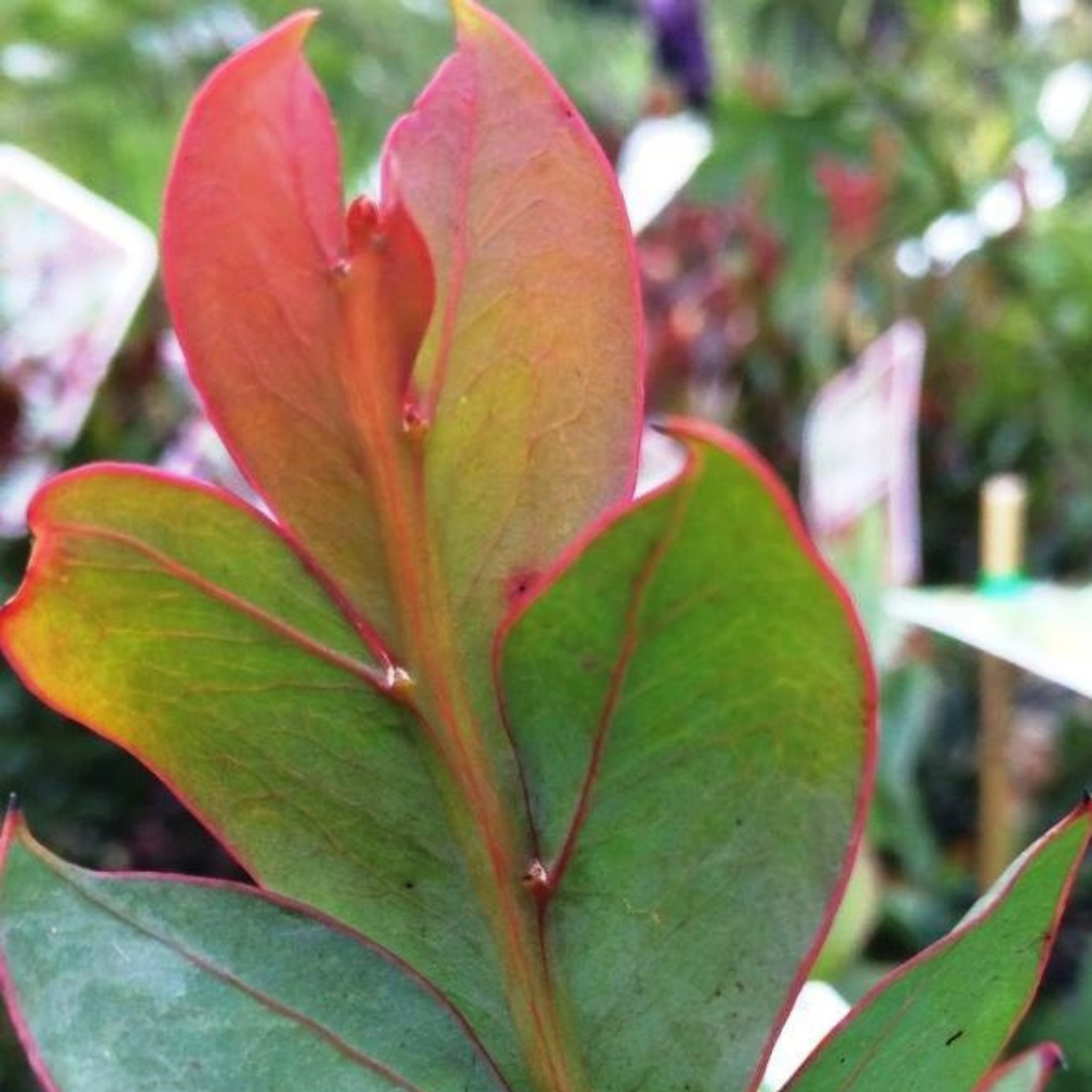 Close-up of a leaf with red and green edges against a blurred natural background