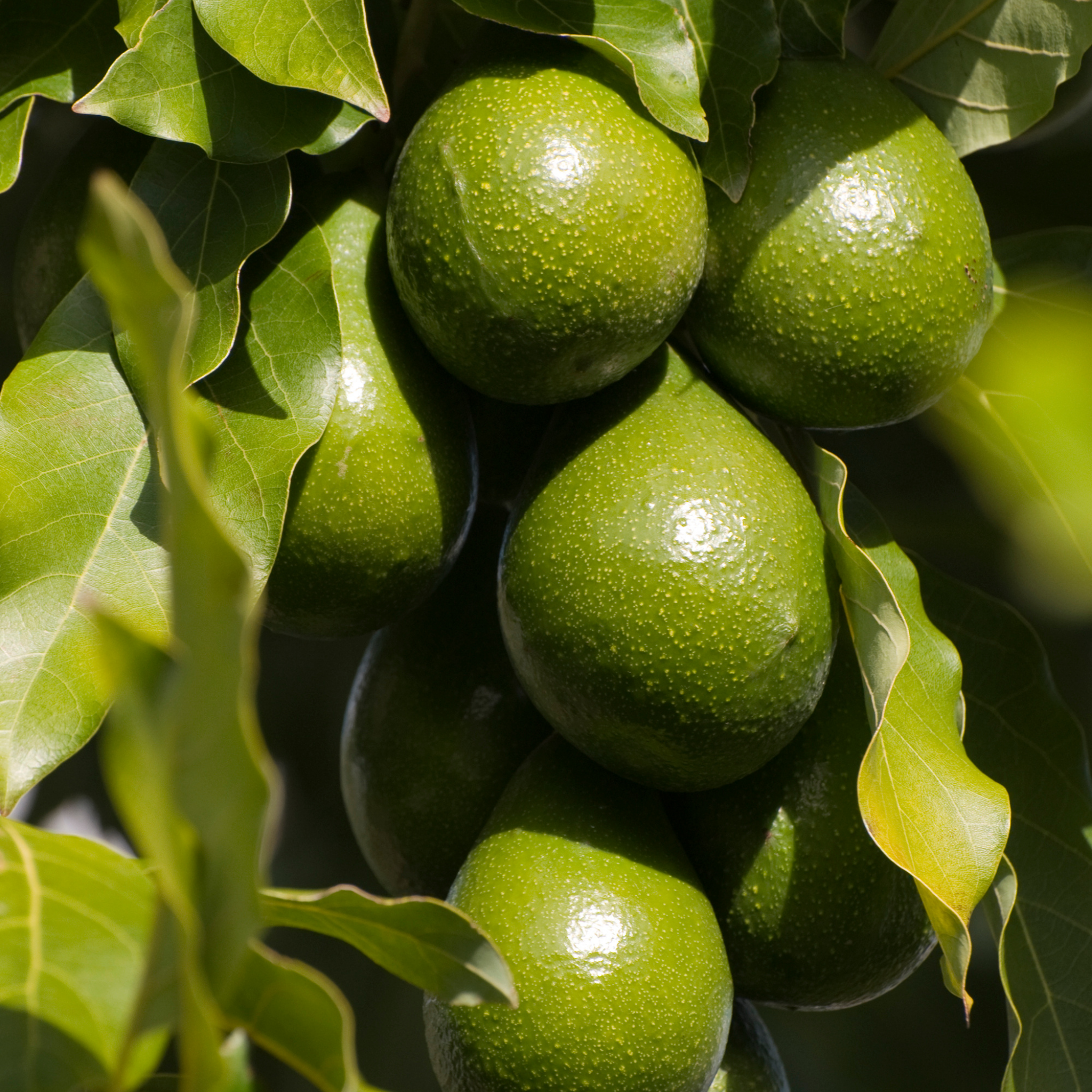 Jala Avocado Tree - Persea americana 'Jala'