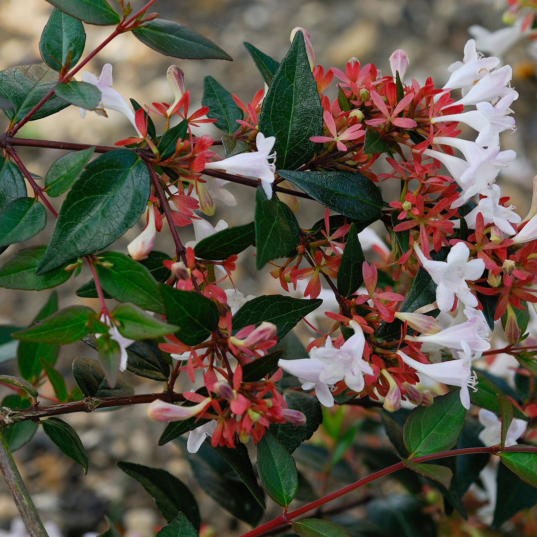 Dwarf Glossy Abelia - Abelia grandiflora 'Nana'