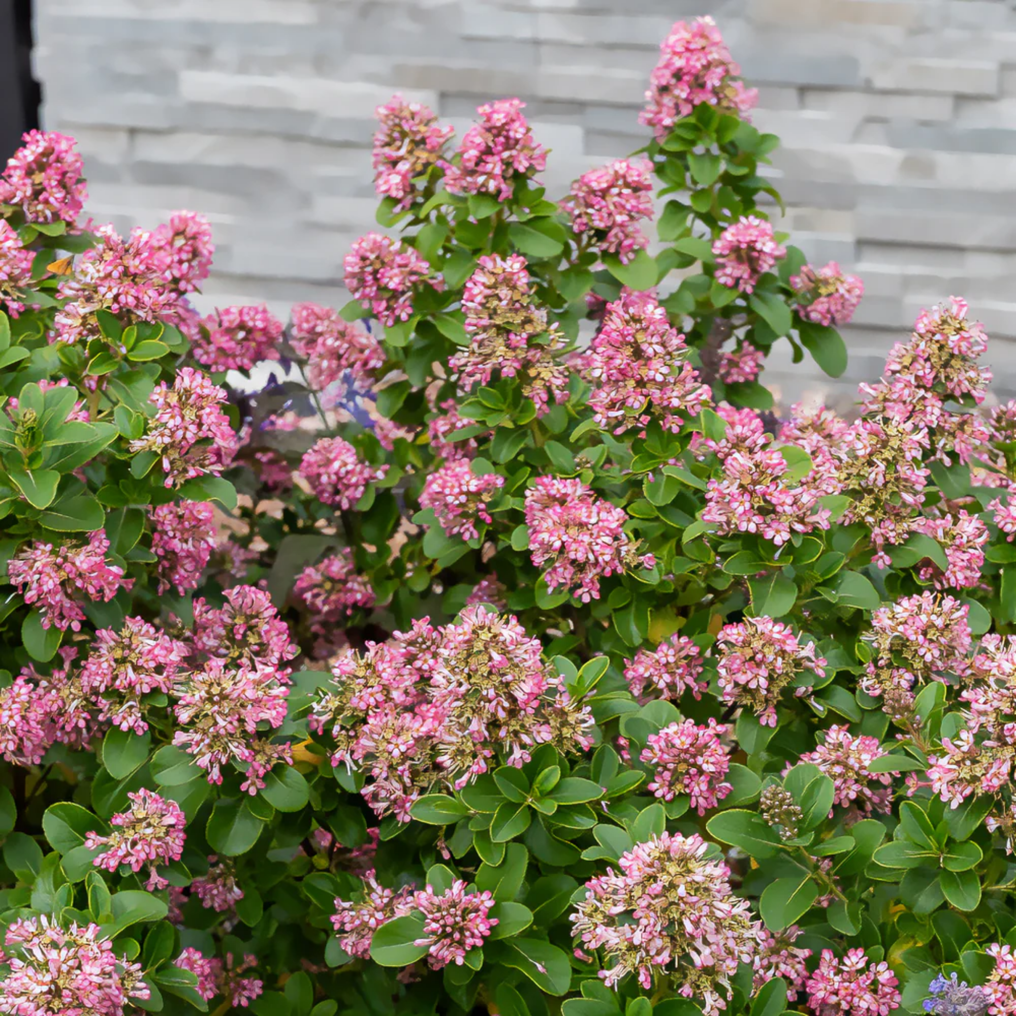 Escallonia laevis 'Pink Elle' PBR