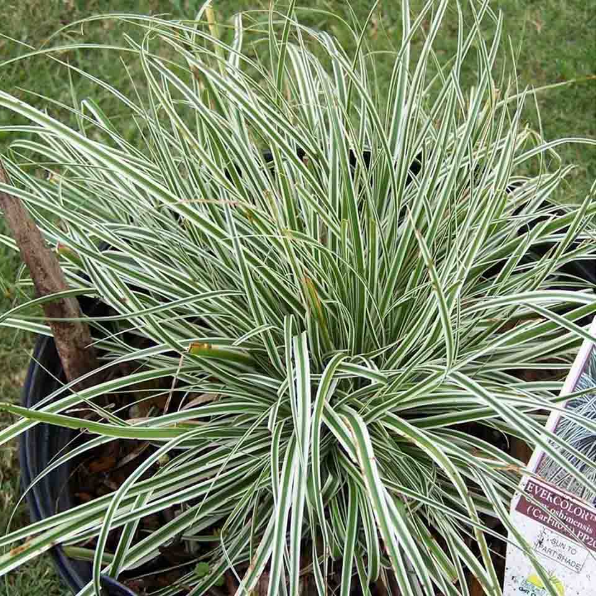 Potted plant with striped leaves and a label on a grassy background