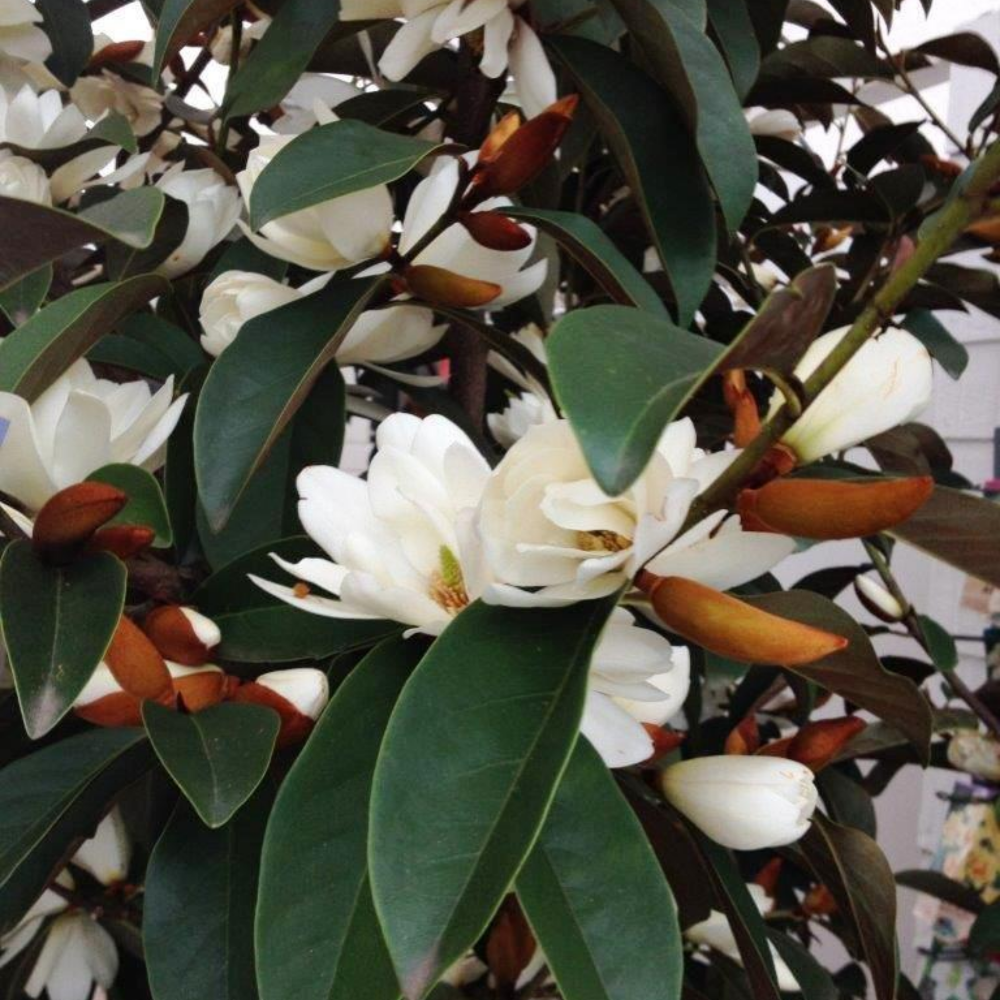 Fairy White Magnolia - Magnolia hybrida Fairy White