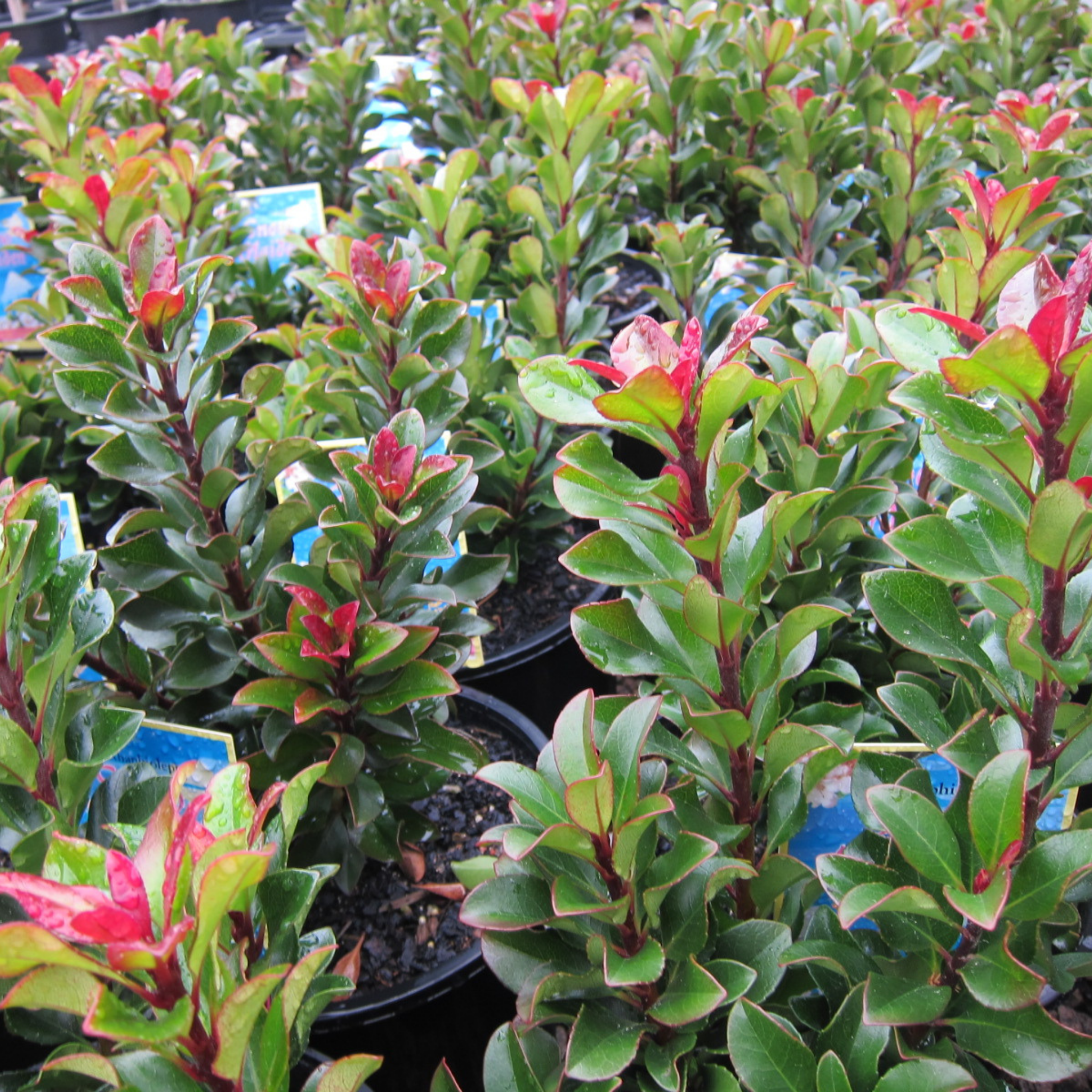 Indian hawthorn Snow Maiden - Rhaphiolepis indica Snow Maiden