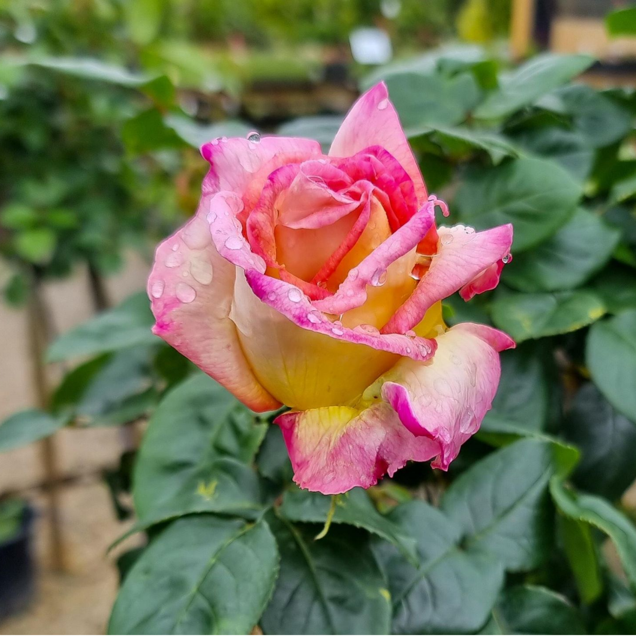 Peace Hybrid Tea Rose - Rosa Peace