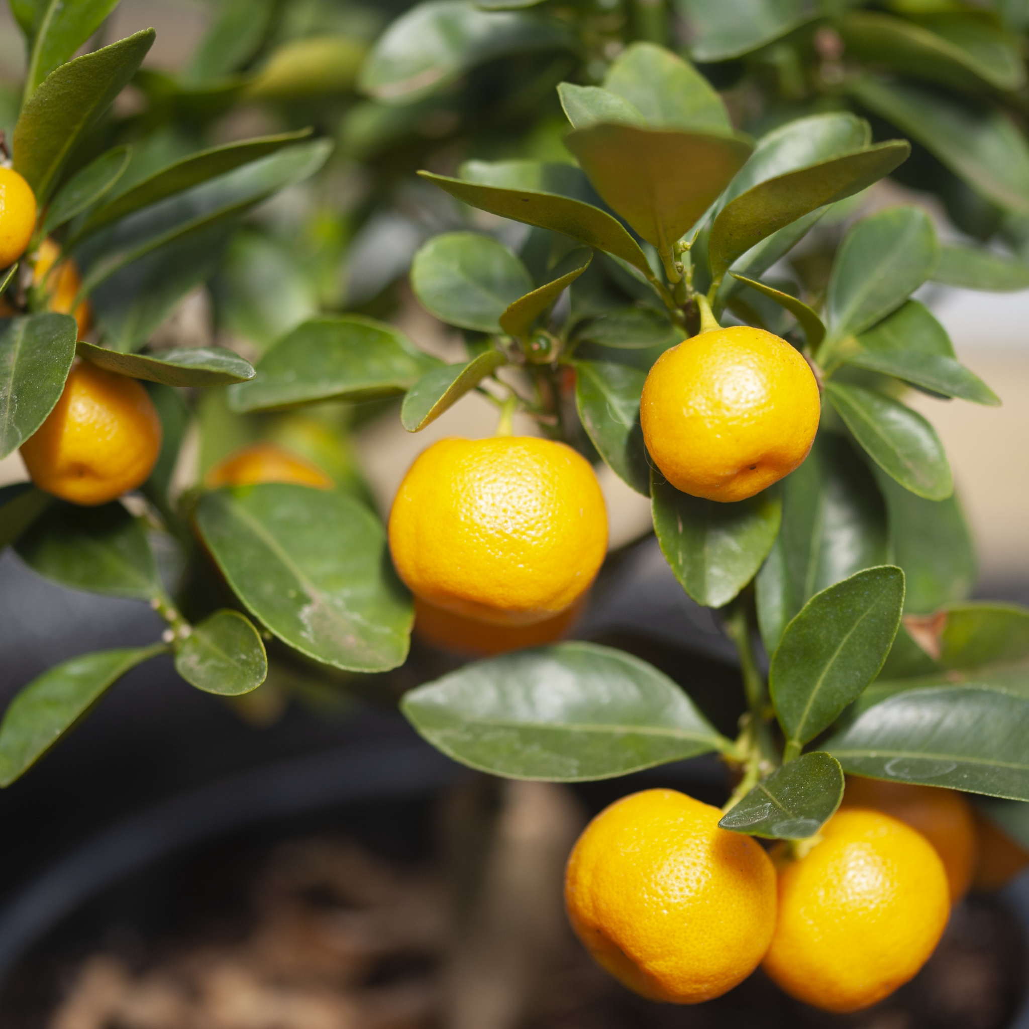 Australian Cumquat - Fortunella japonica Calamondin