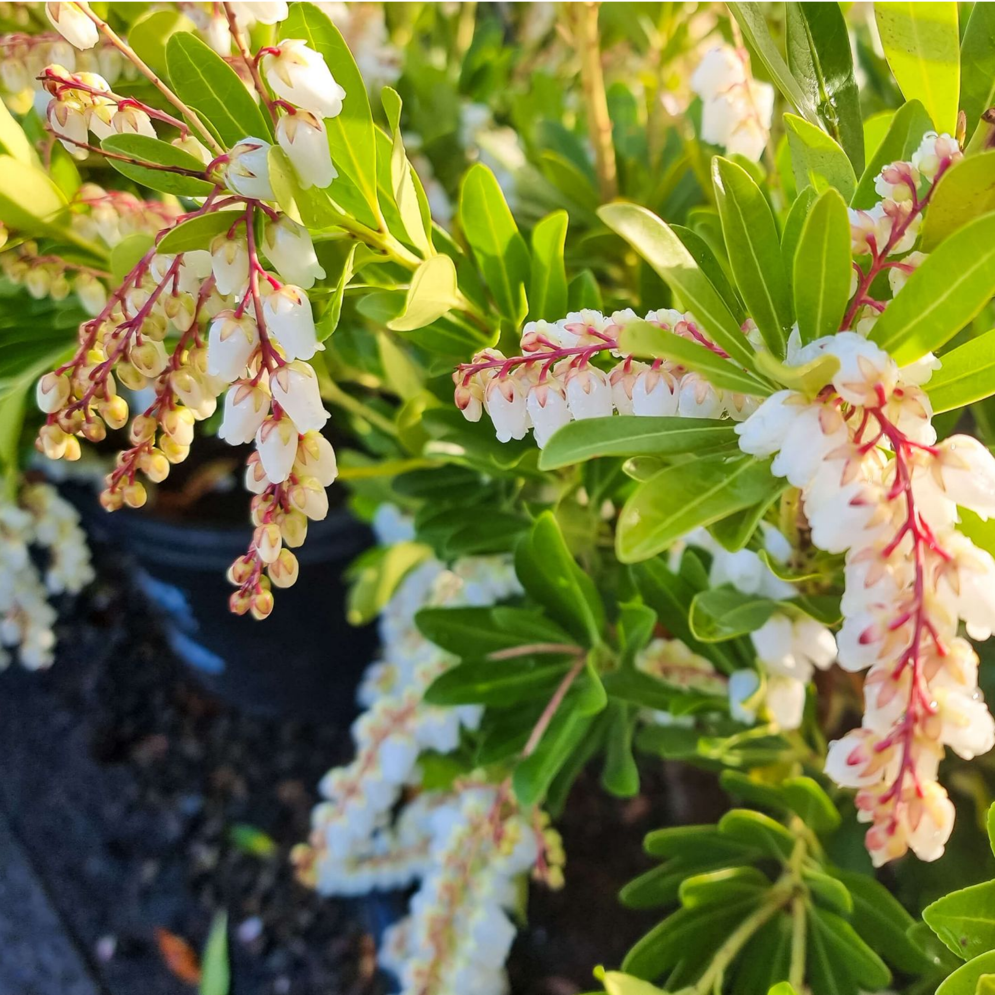 Temple Bells Japanese Andromeda - Pieris japonica Temple Bells