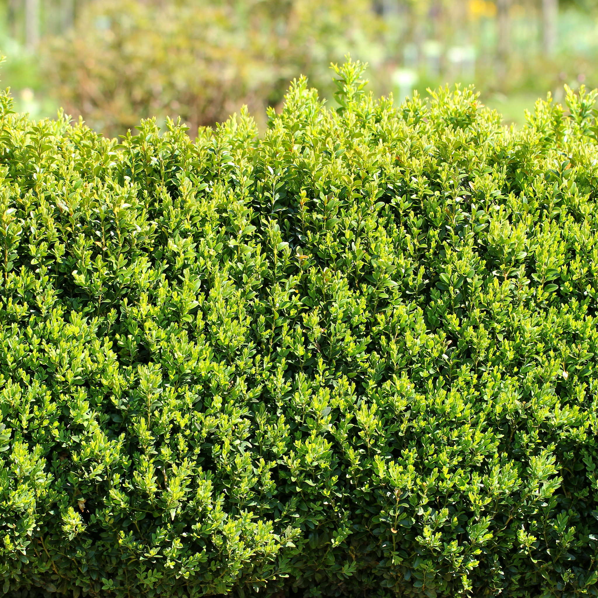 Green shrub with a blurred natural background