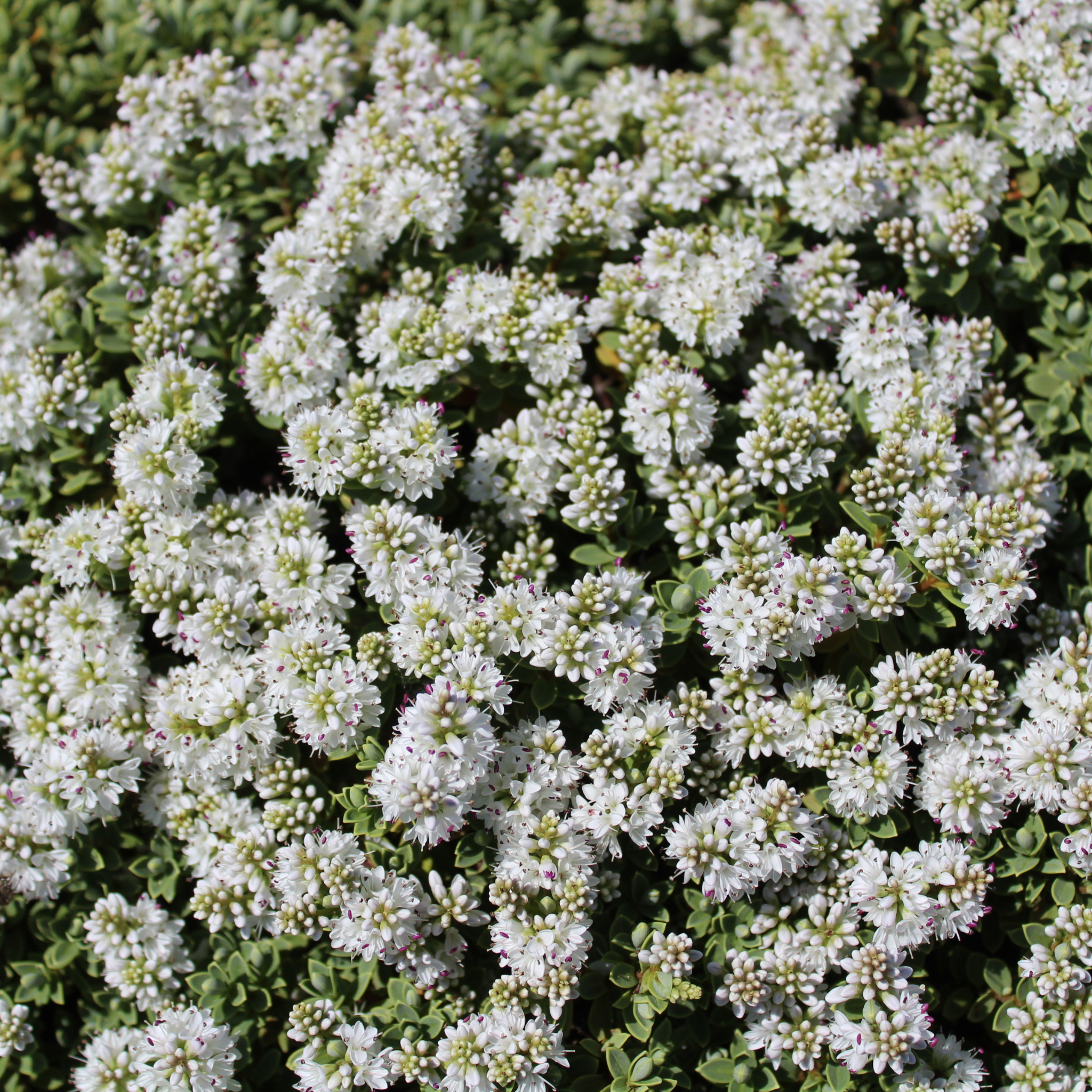 White Hebe - Hebe albicans