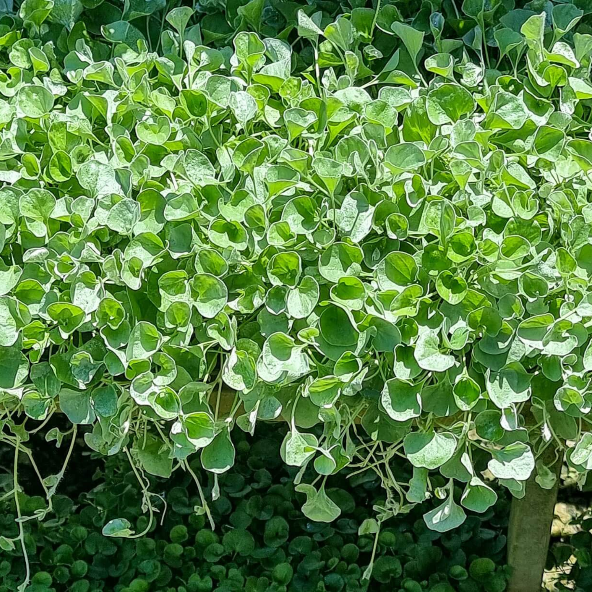 Silver Kidney Grass - Dichondra argentea Silver Falls