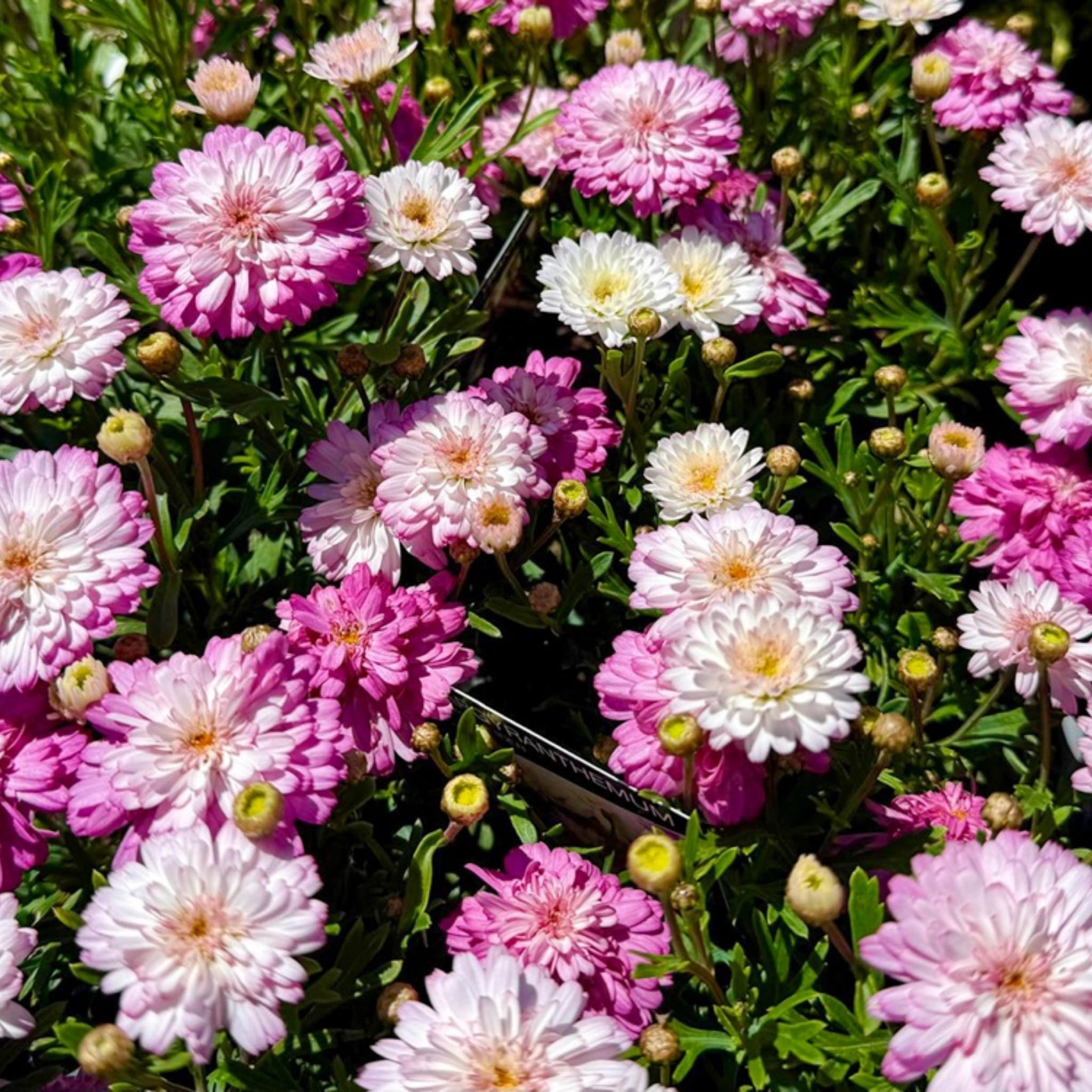Marguerite Daisy Honeybees Spider Pink - Argyranthemum hybrida 'Honeybees Spider Pink'