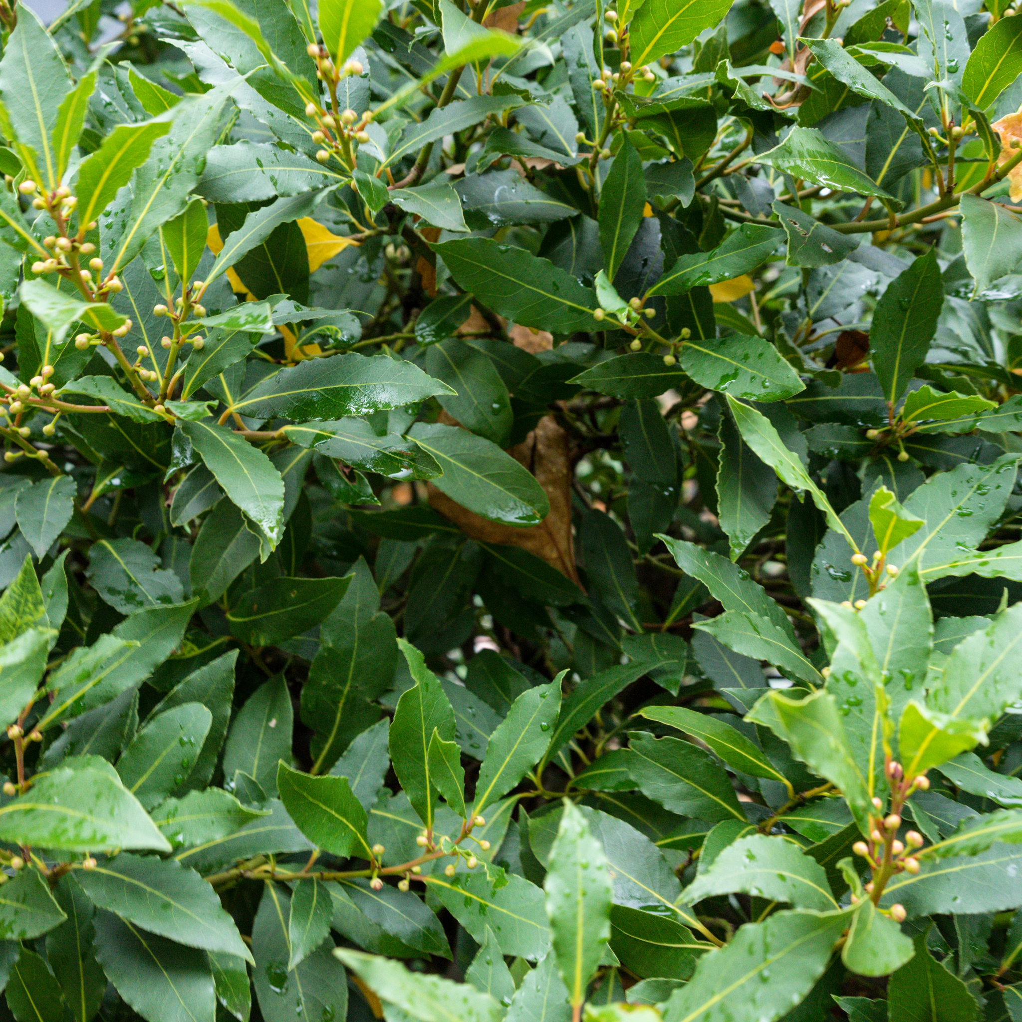 Dwarf Bay Laurel Tree - Laurus nobilis Baby Bay