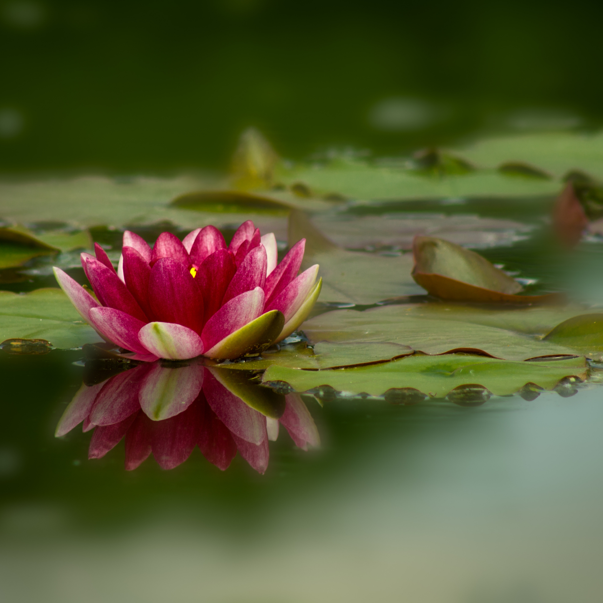 Red Water Lily - Nymphaea hybrida Red